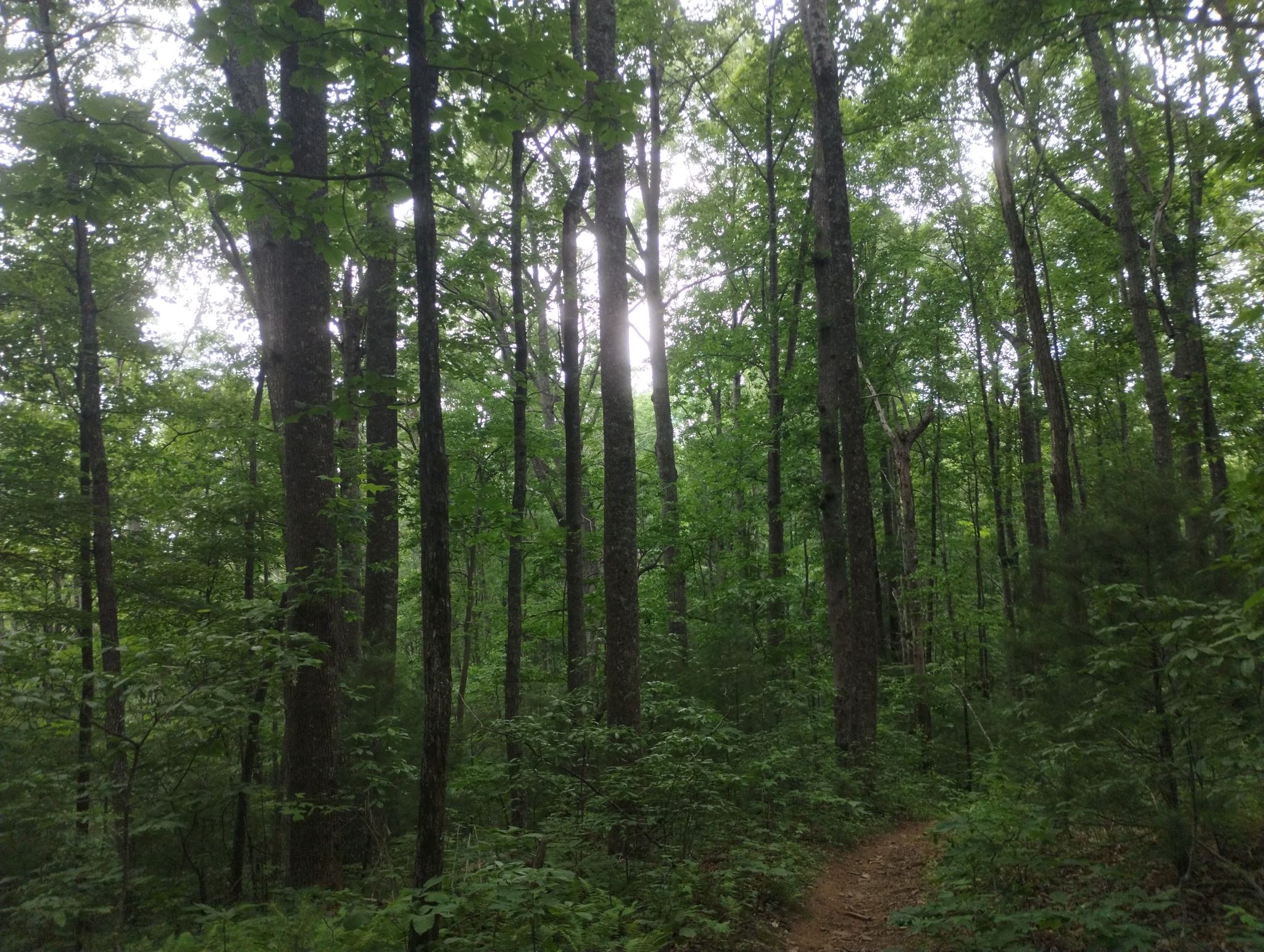 Sunlight filters through tall green trees onto a winding forest path. - Reasonover Creek Loop