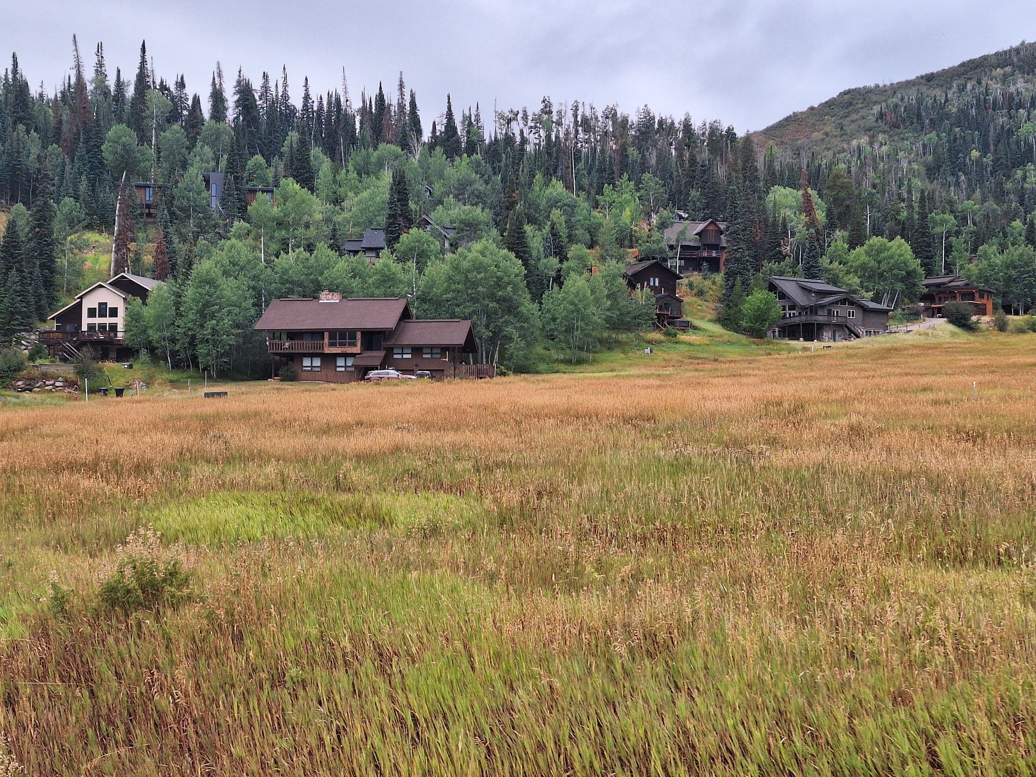Houses nestled on a forested hillside overlooking a golden grassy field. - Emerald Mountain loop