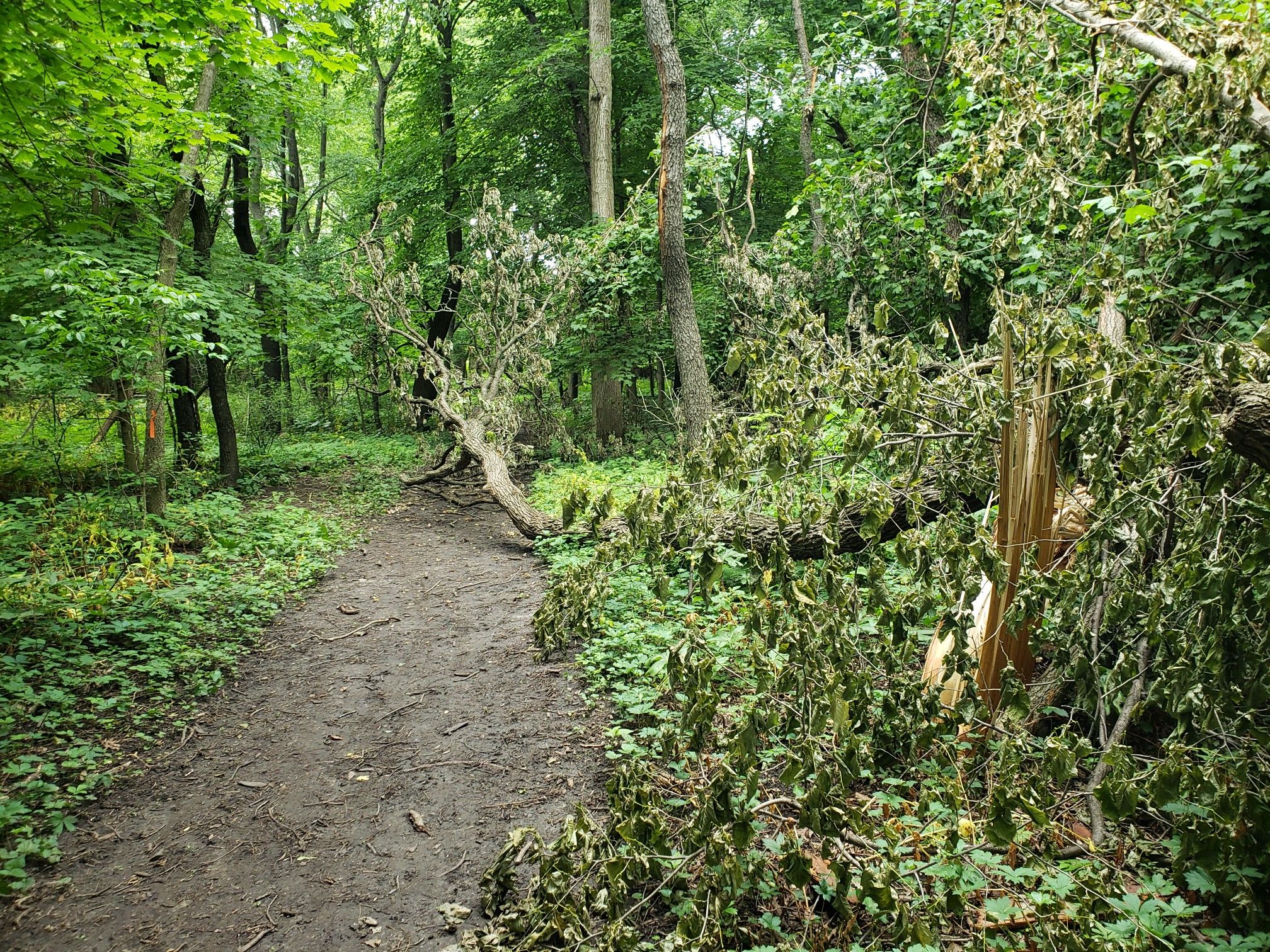 Muddy dirt path through a dense forest with fallen trees and green foliage. - O’Hara Woods Nature Trail loop