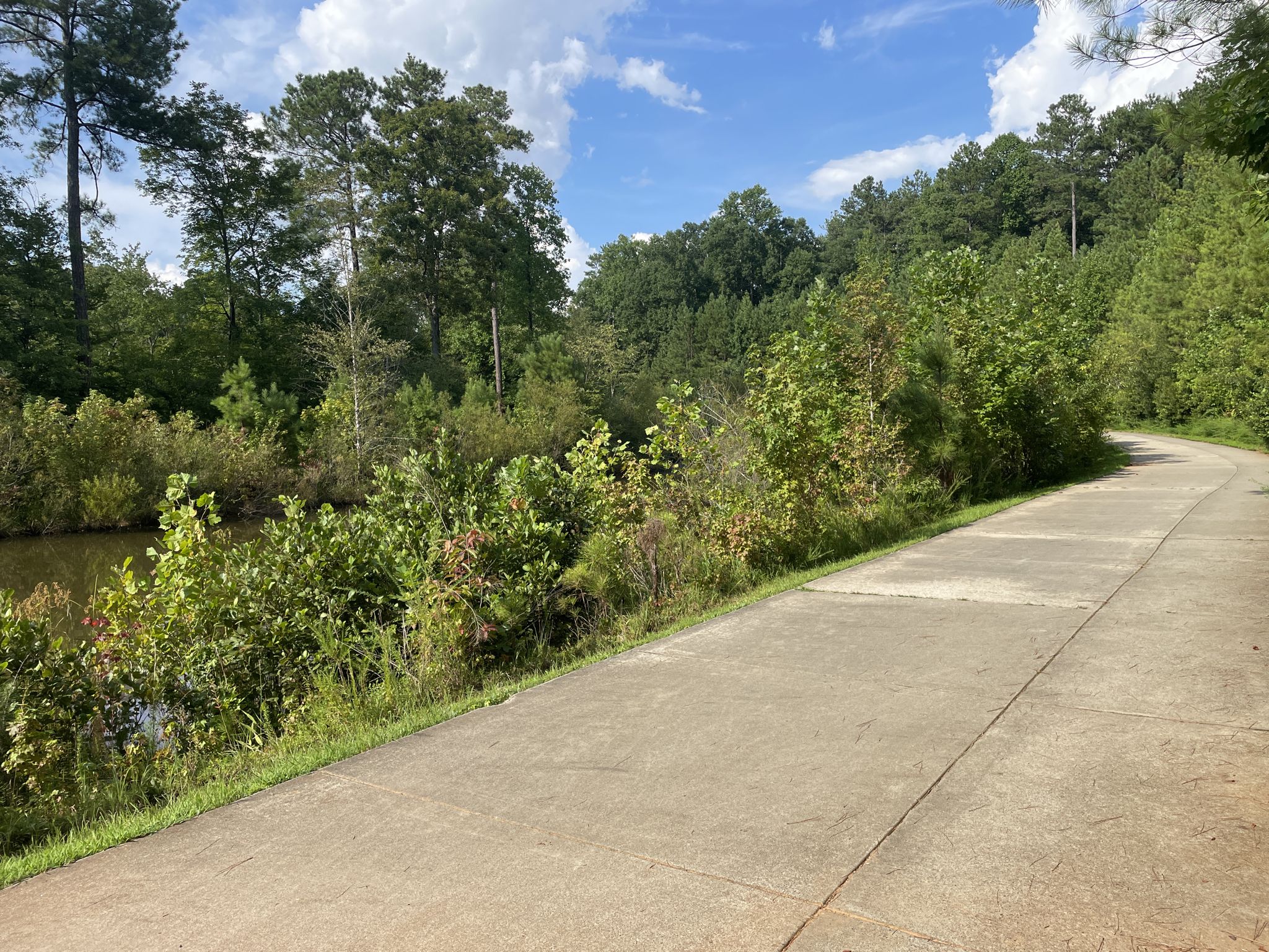 Paved path alongside a pond, surrounded by green trees under a blue sky. - Big Creek Greenway