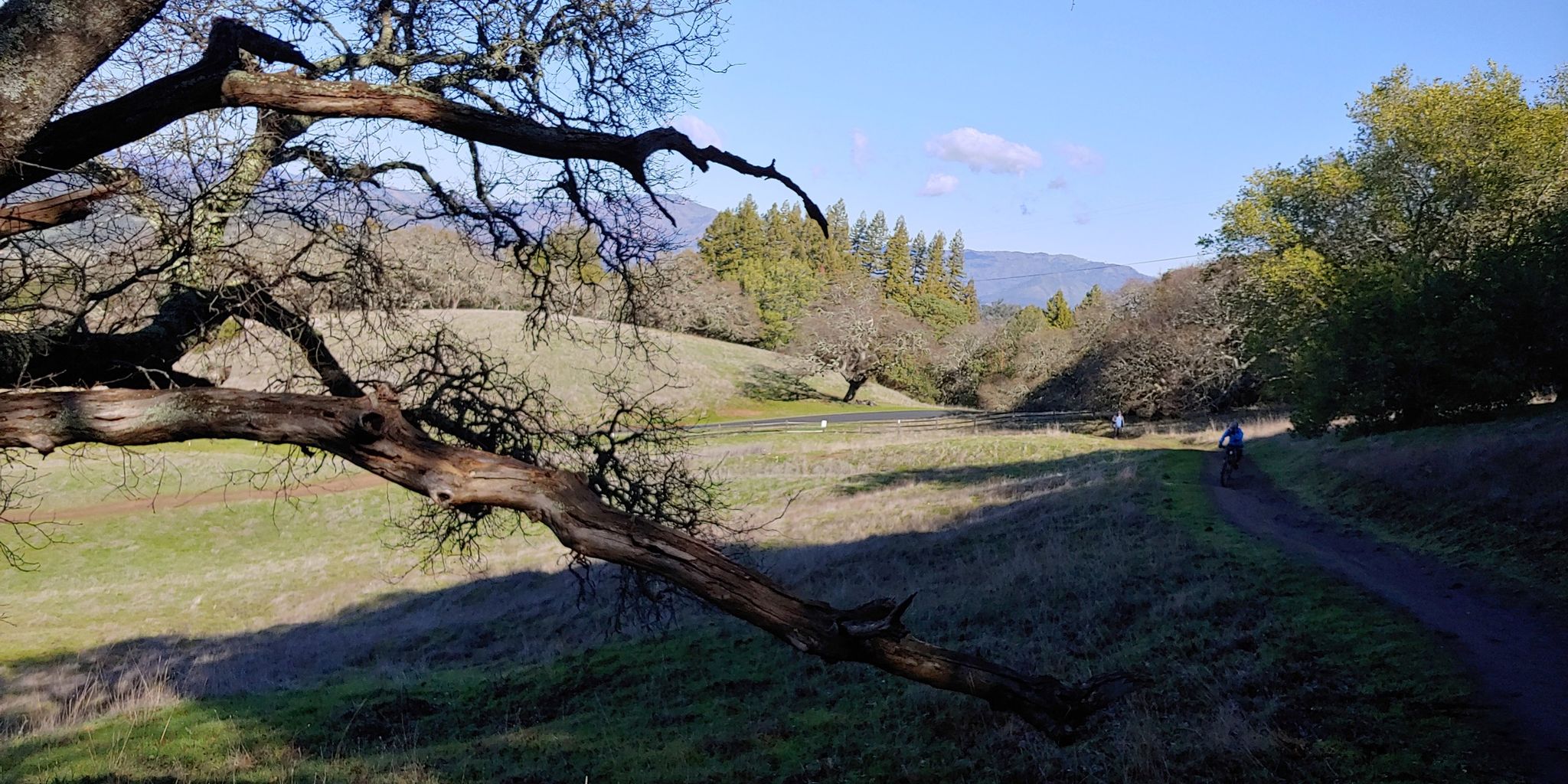 A large tree branch frames a cyclist on a sunny path through a valley. - North Sonoma Mountain Ridge Trail