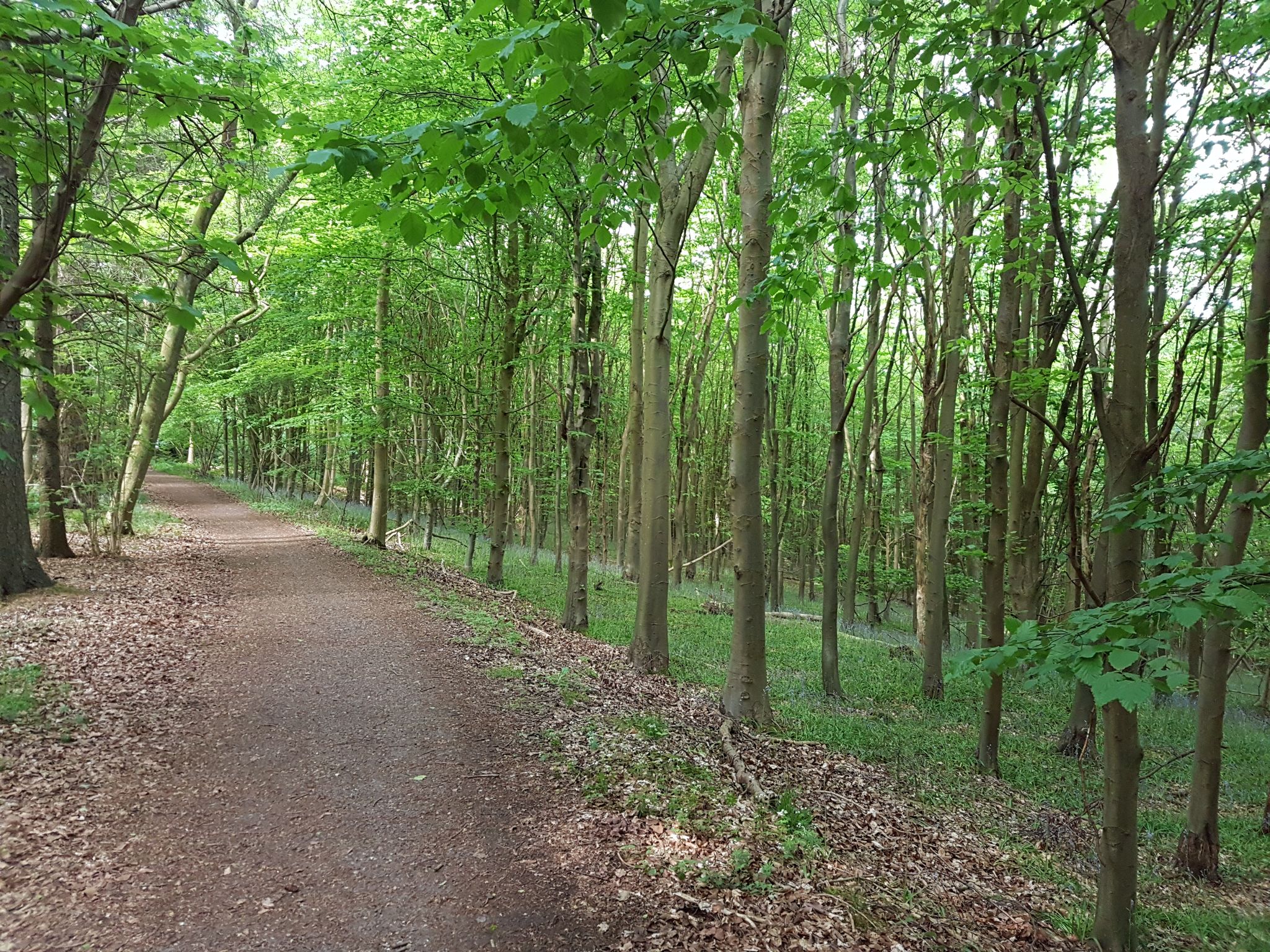 Barn Wood, Wendover