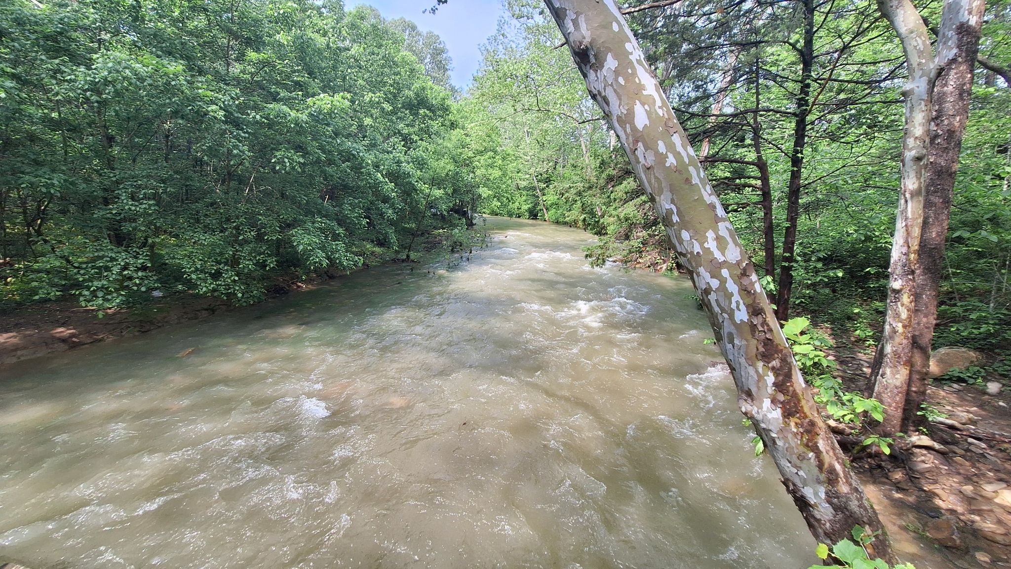 Wide, fast-flowing river surrounded by lush green forest under bright daylight. - Tinker Cliffs loop from Catawba Creek