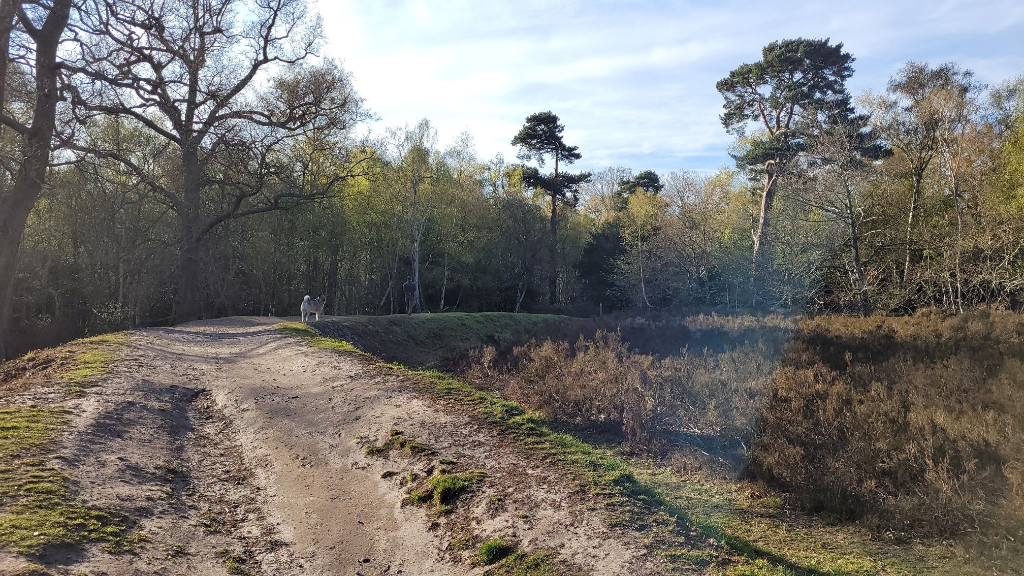 Beautiful heath