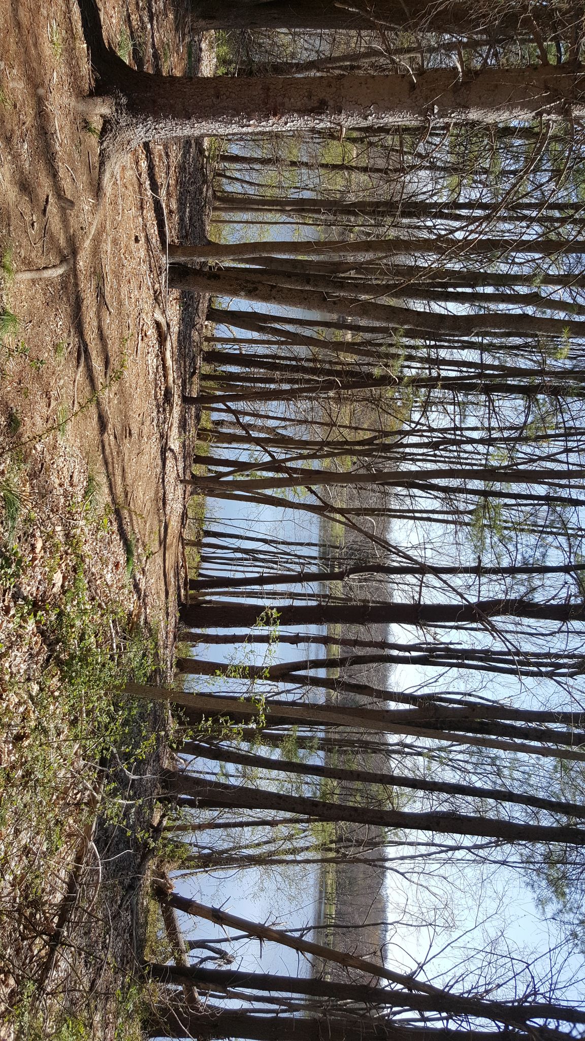 Dense forest of tall trees lining a bright, wide lake. - Lake Henry viewpoint – Ramapo River loop from Ramapo College of New Jersey