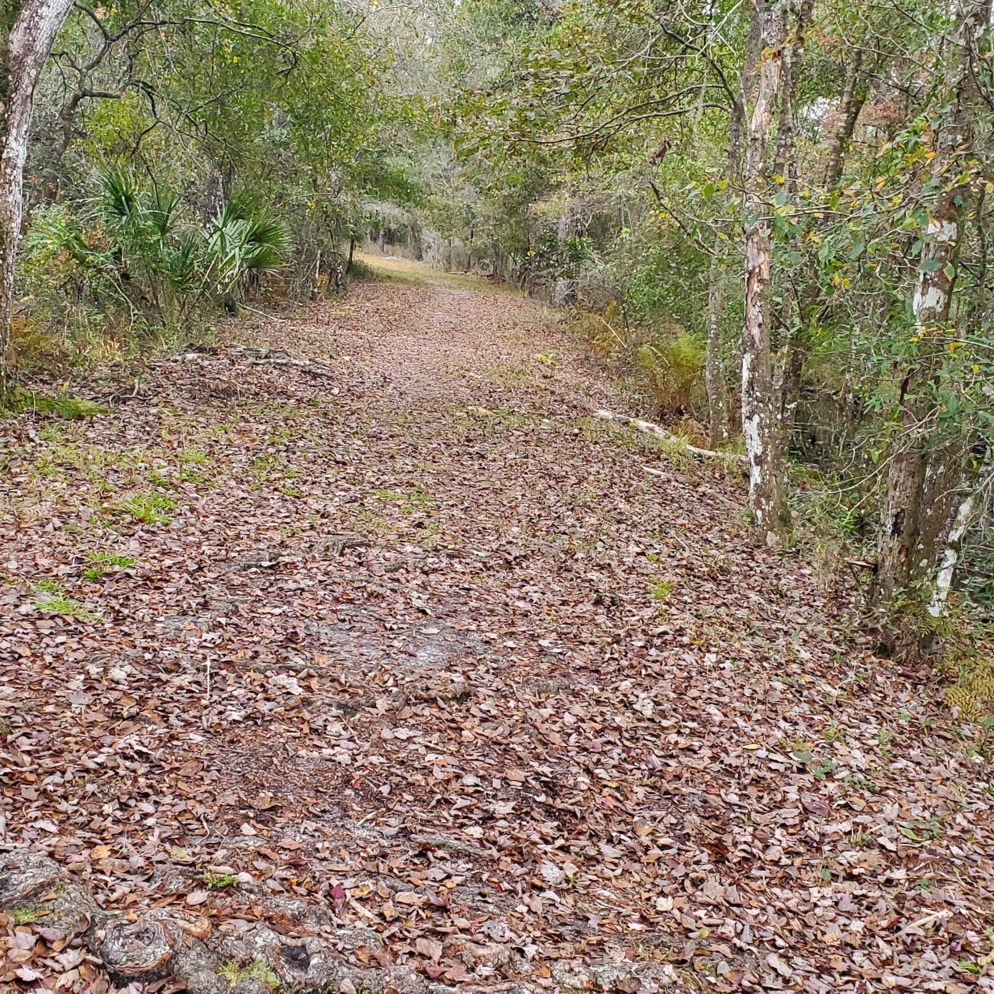 A leaf-covered dirt path winds through a dense, green forest. - Cypress Creek Preserve Loop