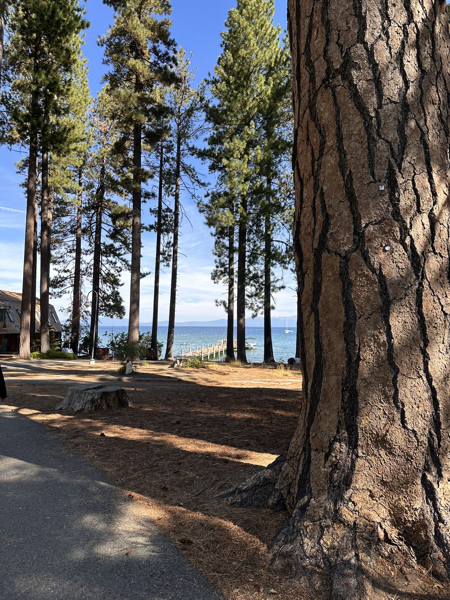 Tall pine trees frame a distant lake with a pier on a sunny day. - Sawmill Pond – South Tahoe Bikeway loop from Meyers