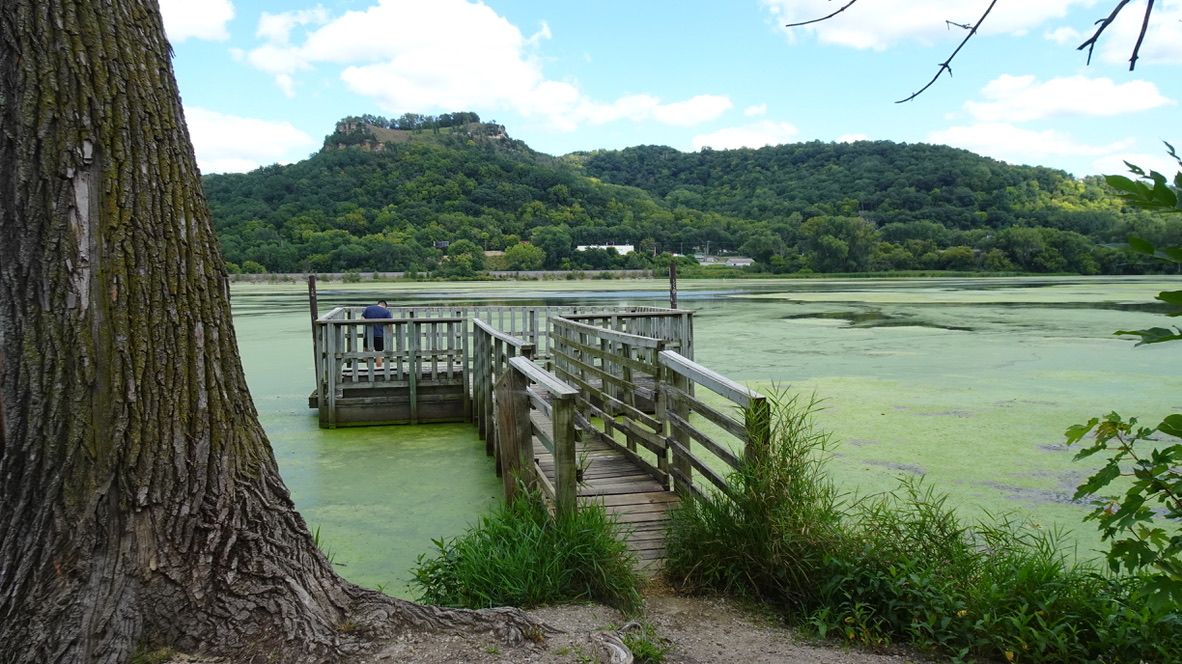 Person on a wooden pier overlooking an algae-covered lake and forested hills. - La Crosse Marsh – Riverside Park loop from University of Wisconsin-La Crosse