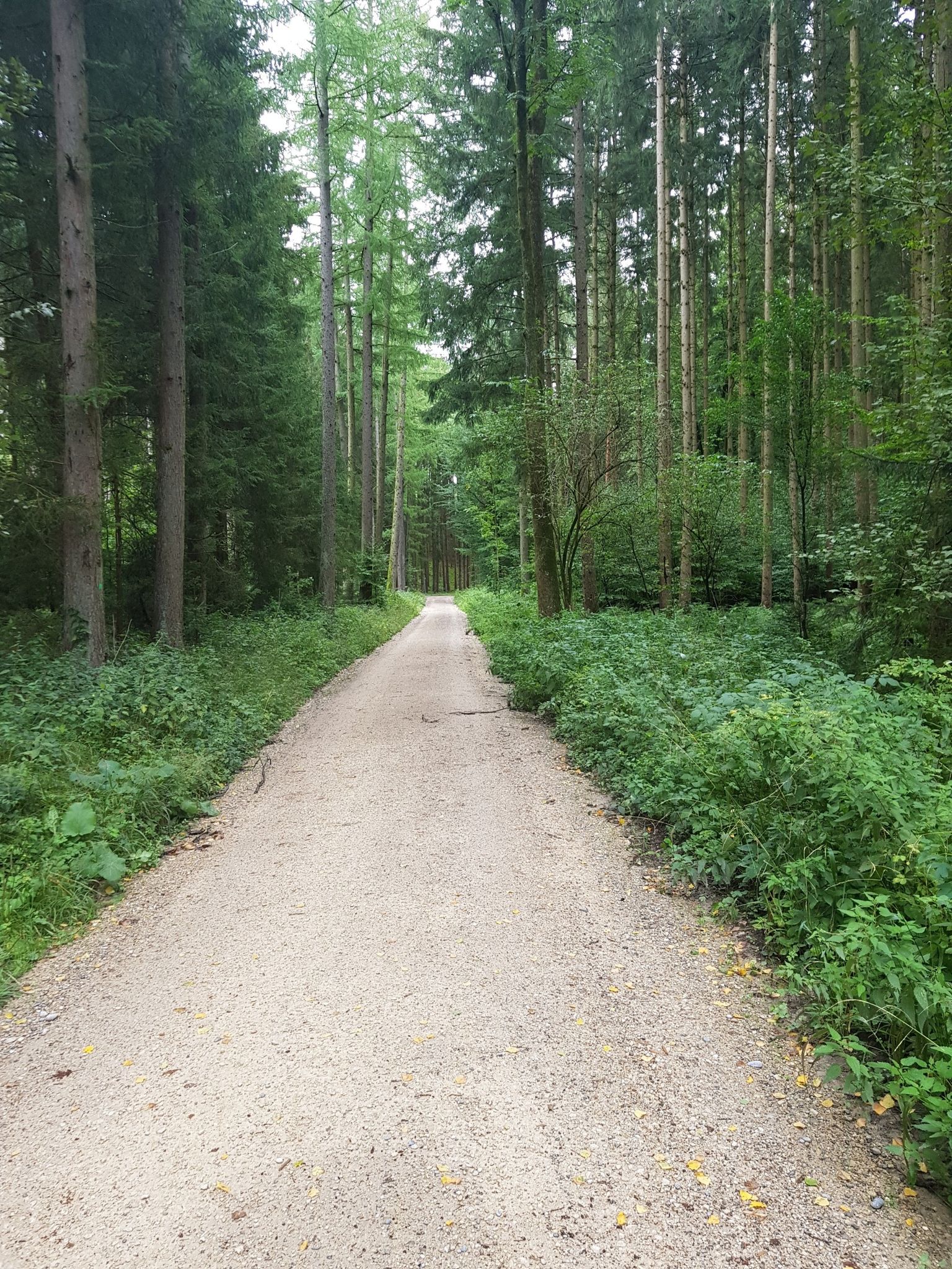 Im Derchinger Forst