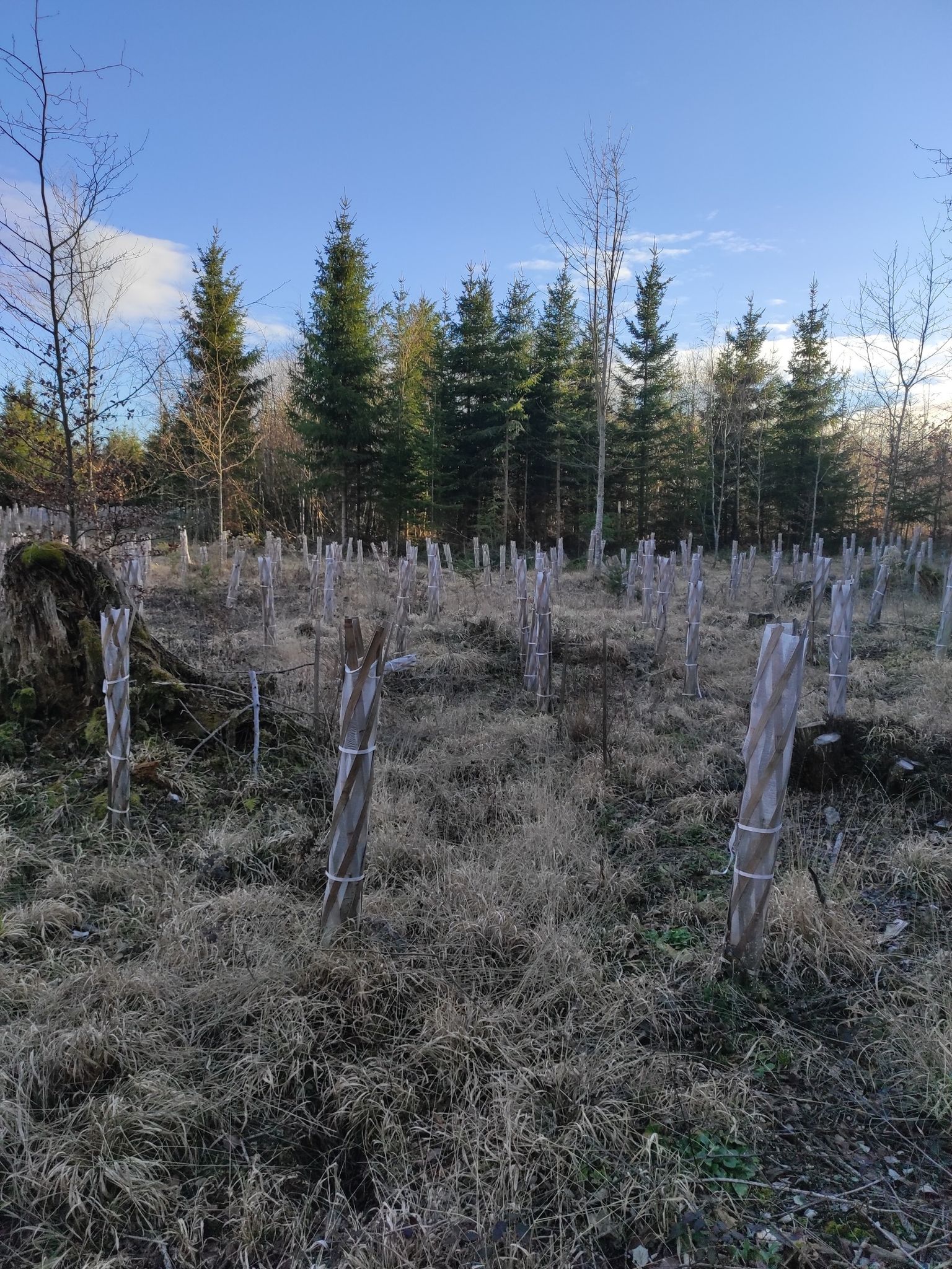 verschiedene Laubbäume die aufgeforstet worden sind werden gegen Wildverbiss geschützt
