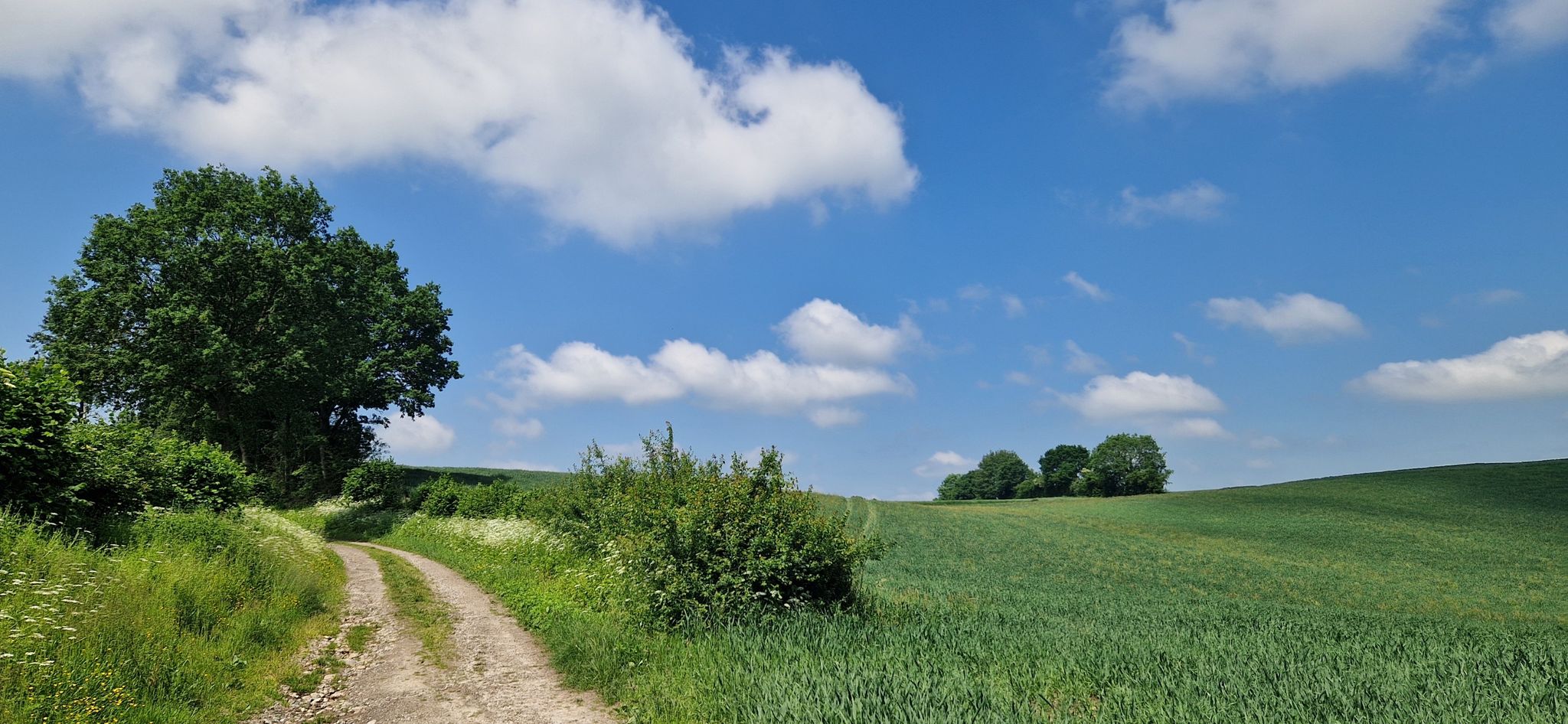 Dakendorf - Curau