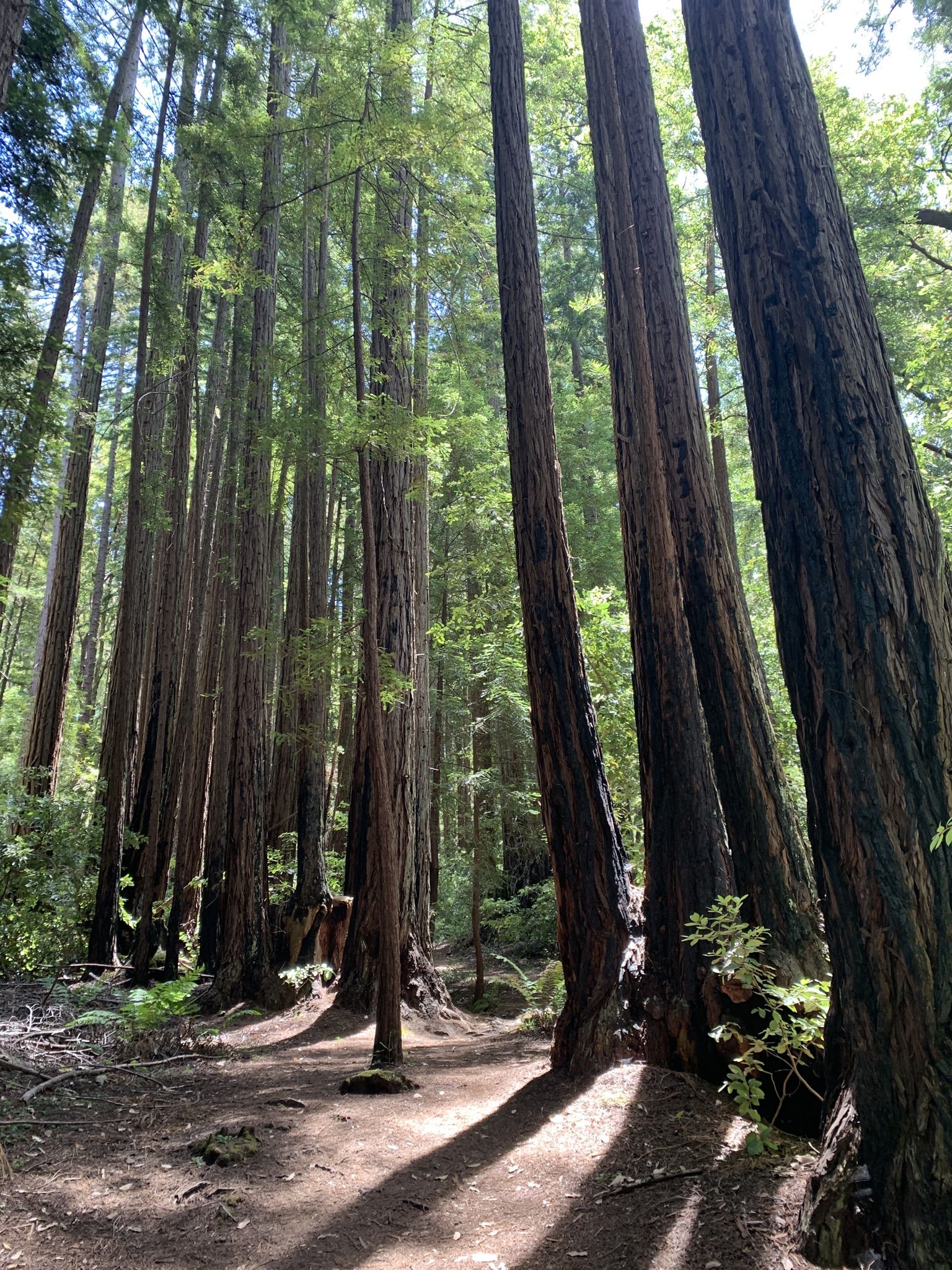 Tall redwood trees line a sun-dappled forest path, creating long shadows. - Cataract, Kent and Helen Markt Trail Loop