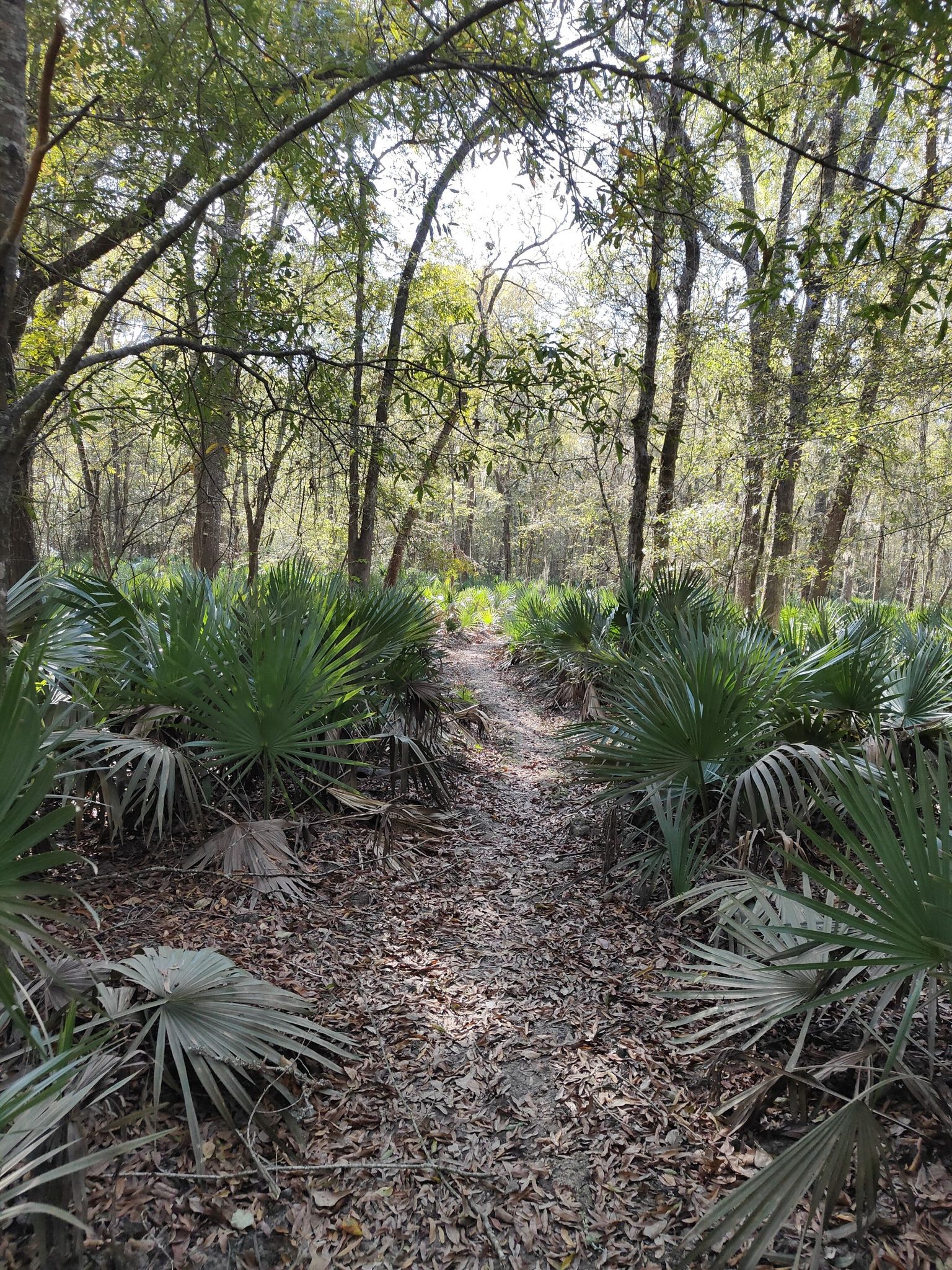 A shaded dirt path through a forest, flanked by green palmetto plants. - Little Lake Creek Loop Trail