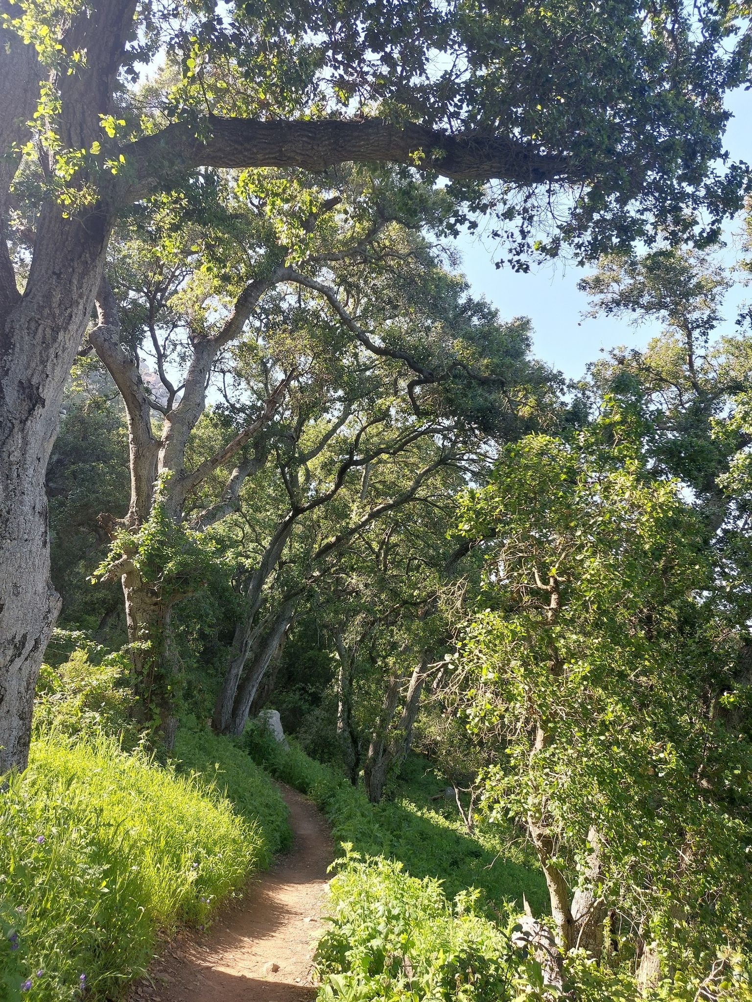 Winding dirt path through a lush green forest with dappled sunlight. - Bishop Peak and Felsman Loop Trail