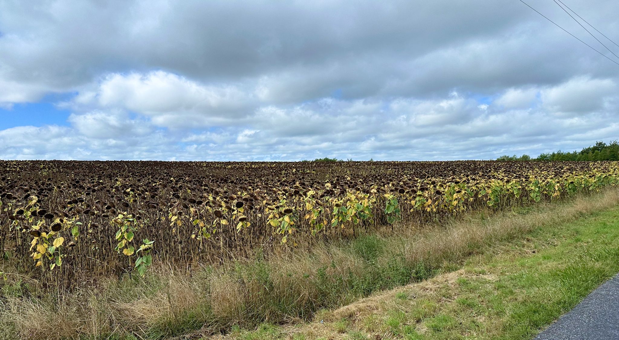 Die Sonnenblumen haben fertig.