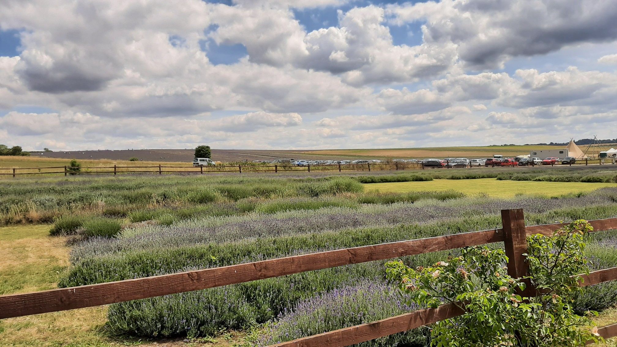 Hitchin Lavender 