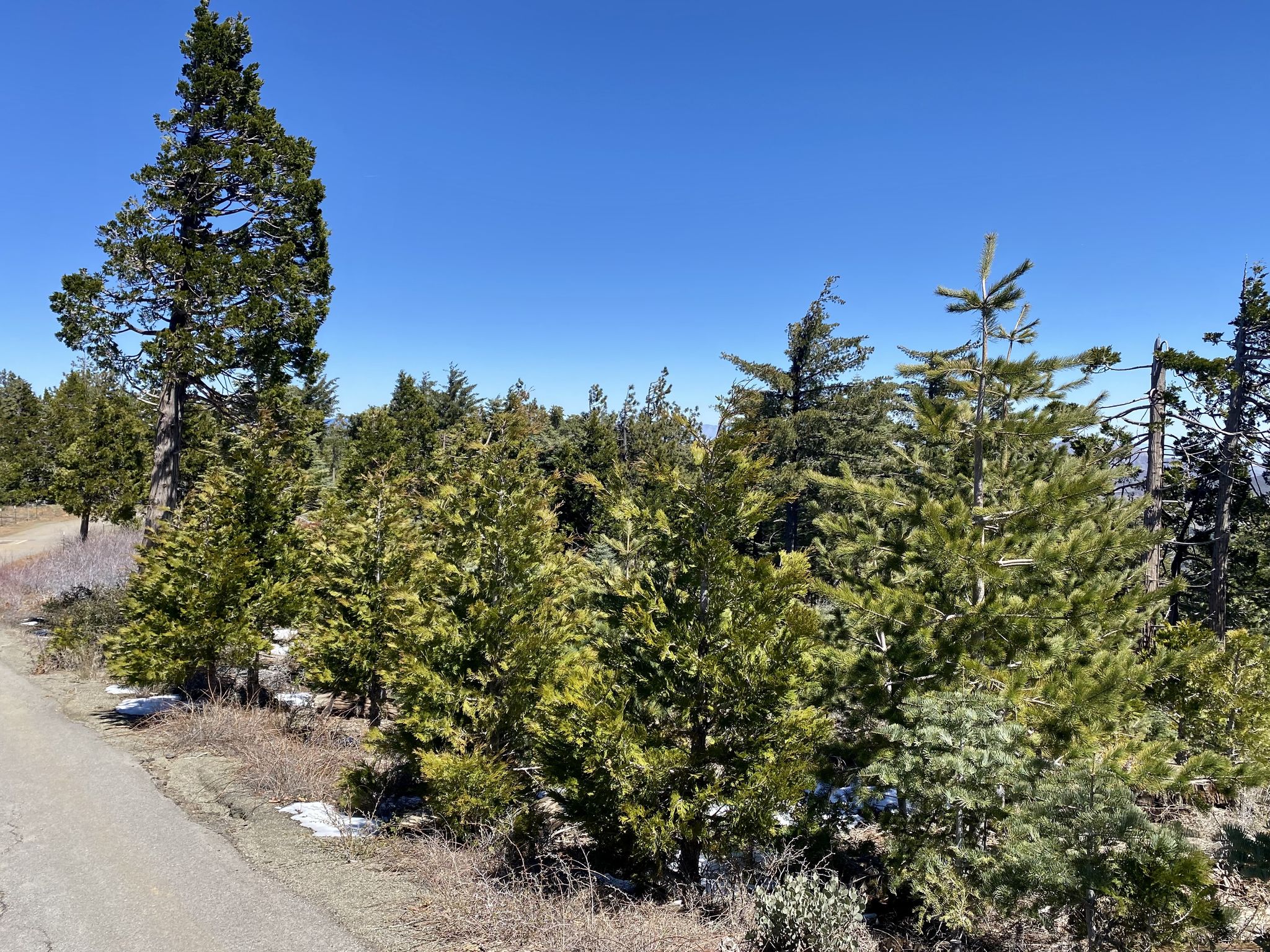 Tall pine trees line a dirt road with patches of snow. Clear blue sky. - Cuyamaca Peak from Paso Picacho Campground via Lookout Road