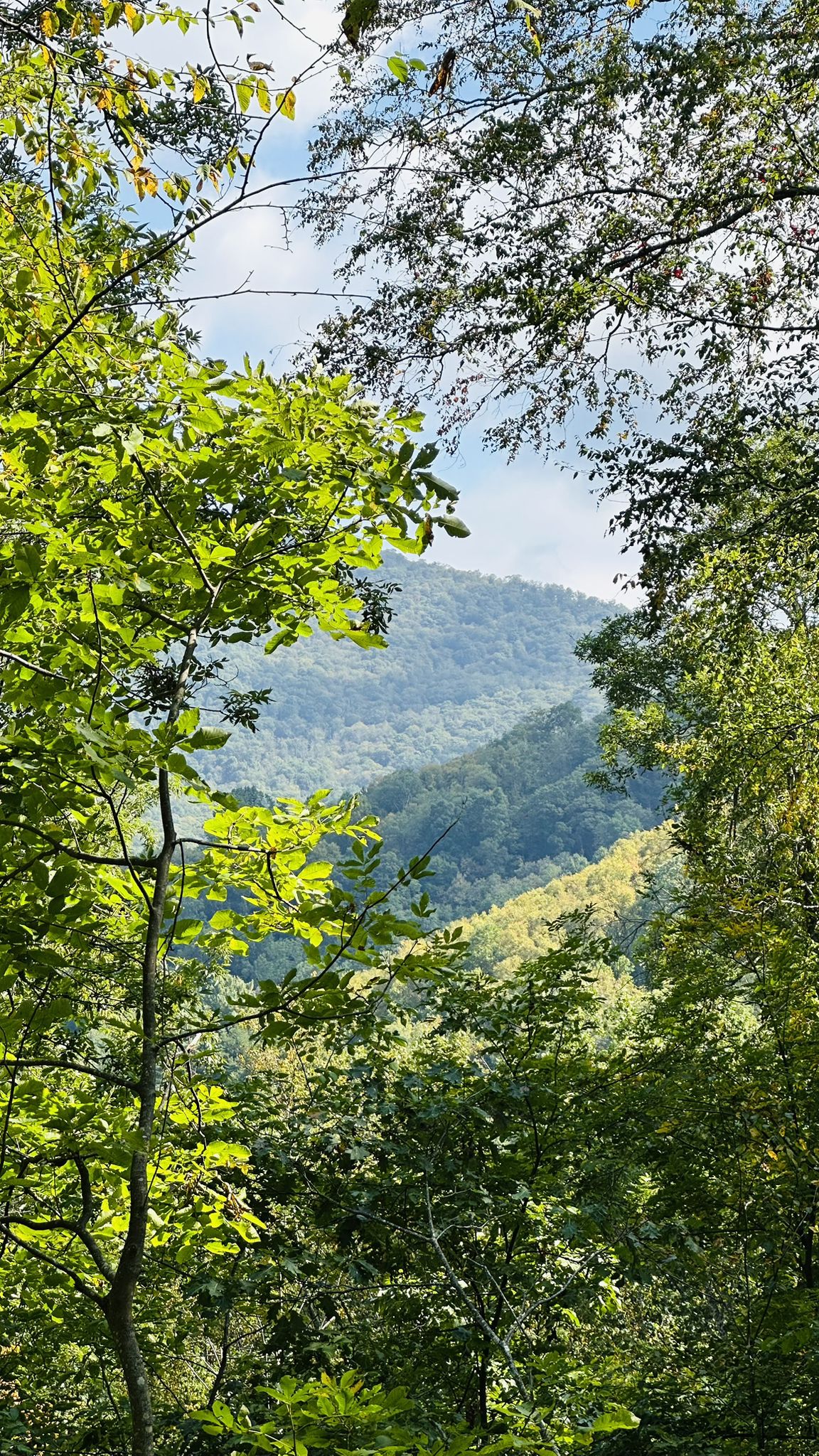 Green forested mountains seen through a dense frame of bright green leaves. - Mountains-to-Sea Trail: Folk Art Center to Craven Gap