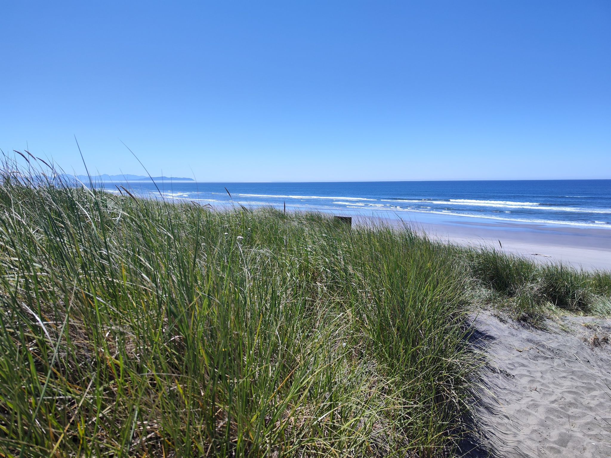 Tall green dune grass overlooks a sunny beach and blue ocean. - DeLaura Dune and Columbia Beach Loop