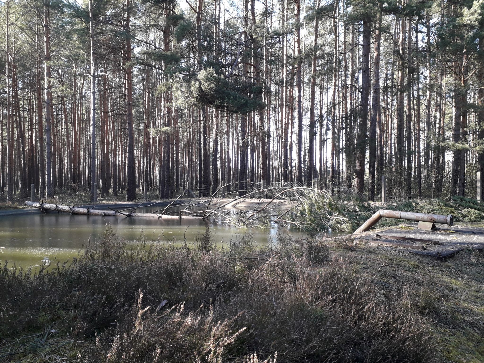 in den Lösch-Teich gestürzter Baum