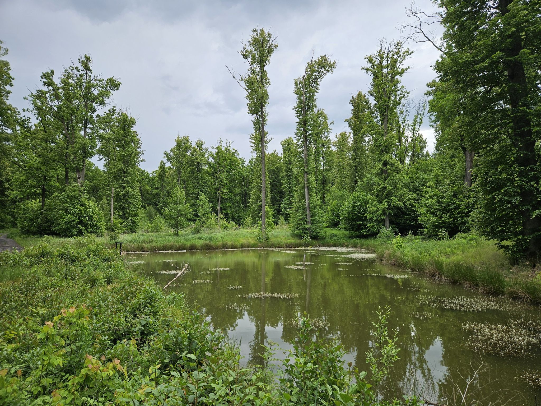 kleiner Waldteich