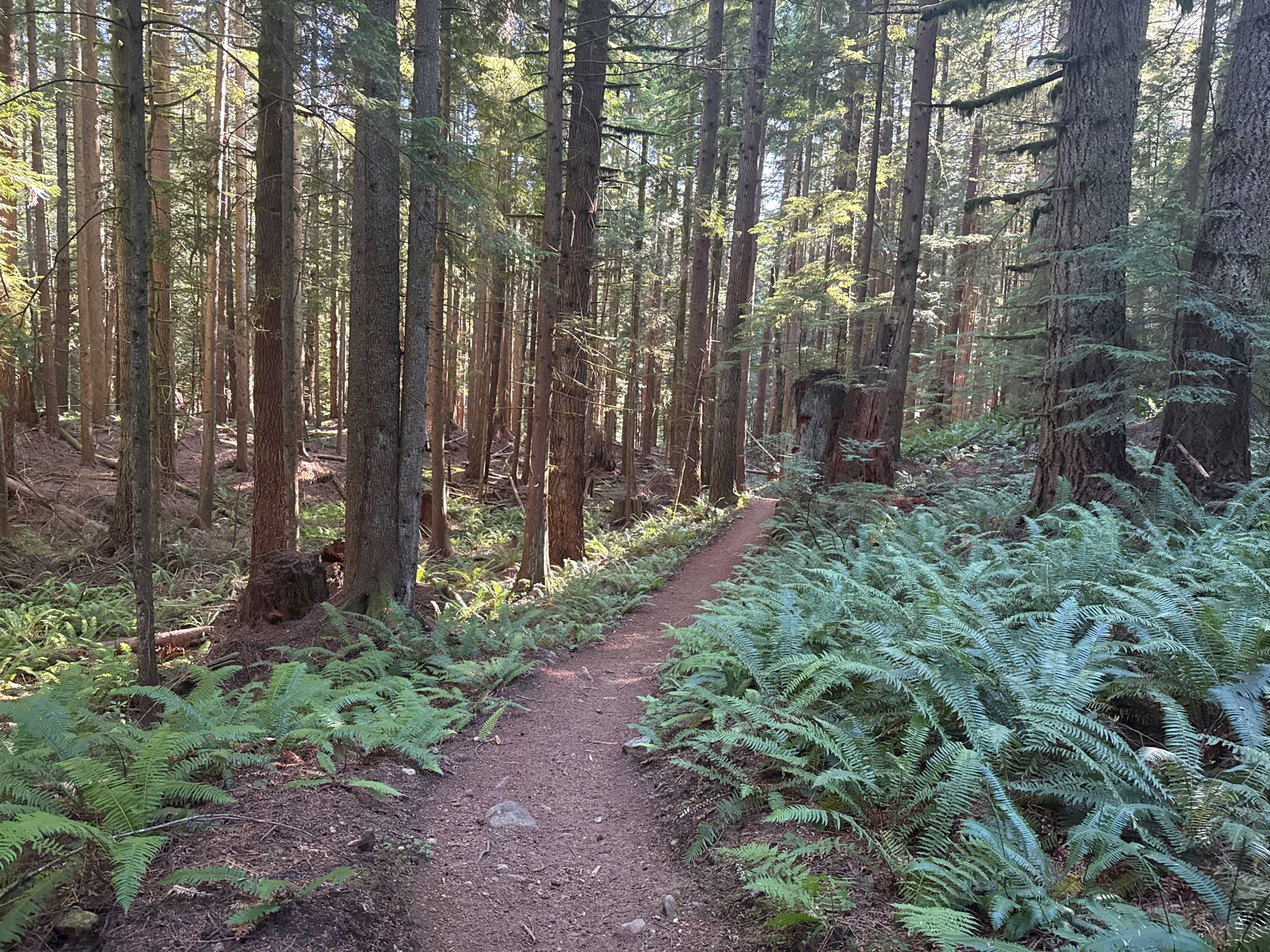 Narrow forest path lined with ferns, dappled sunlight on the ground. - Lily Lake – Lizard Lake loop from Blanchard State Forest