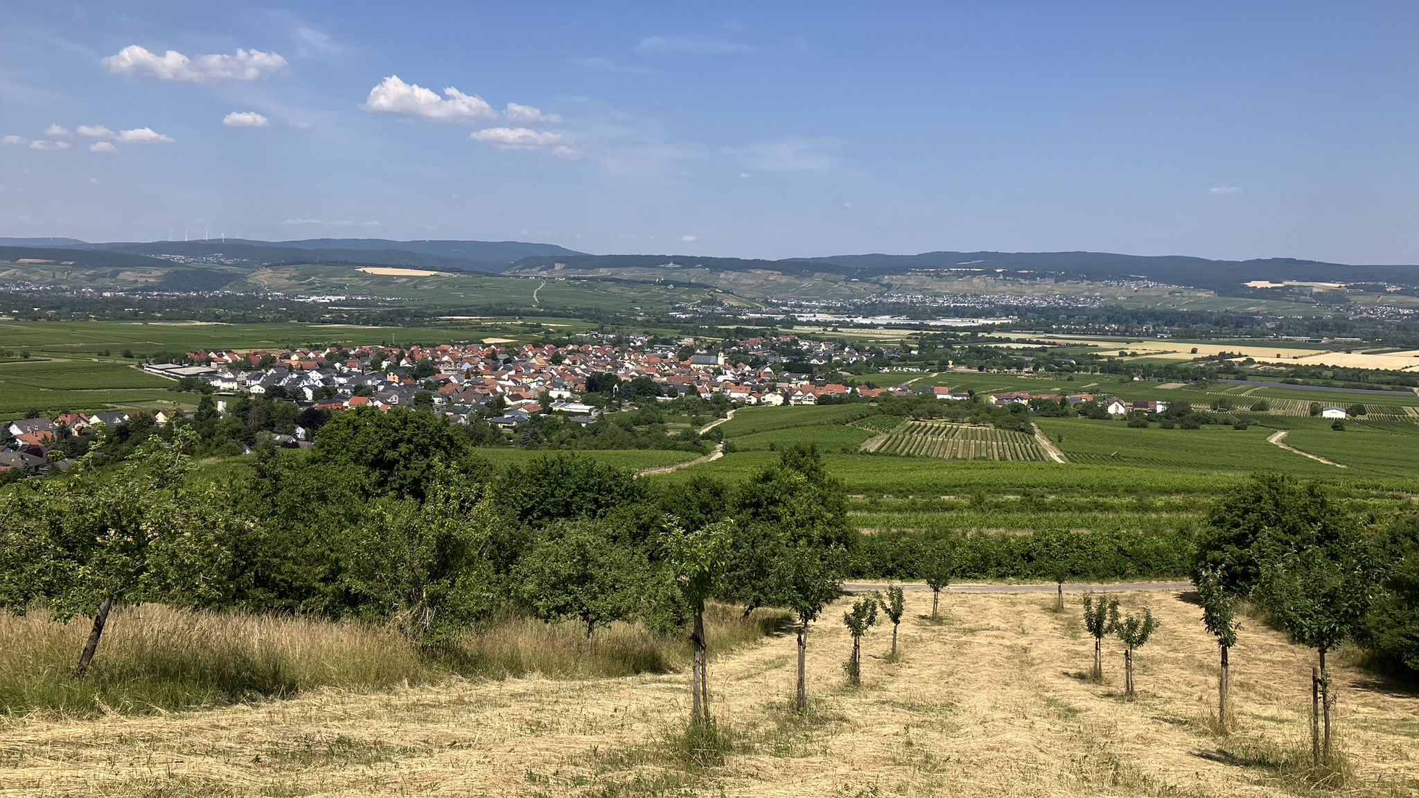 Blick vom Jakobsberg auf Ockenheim