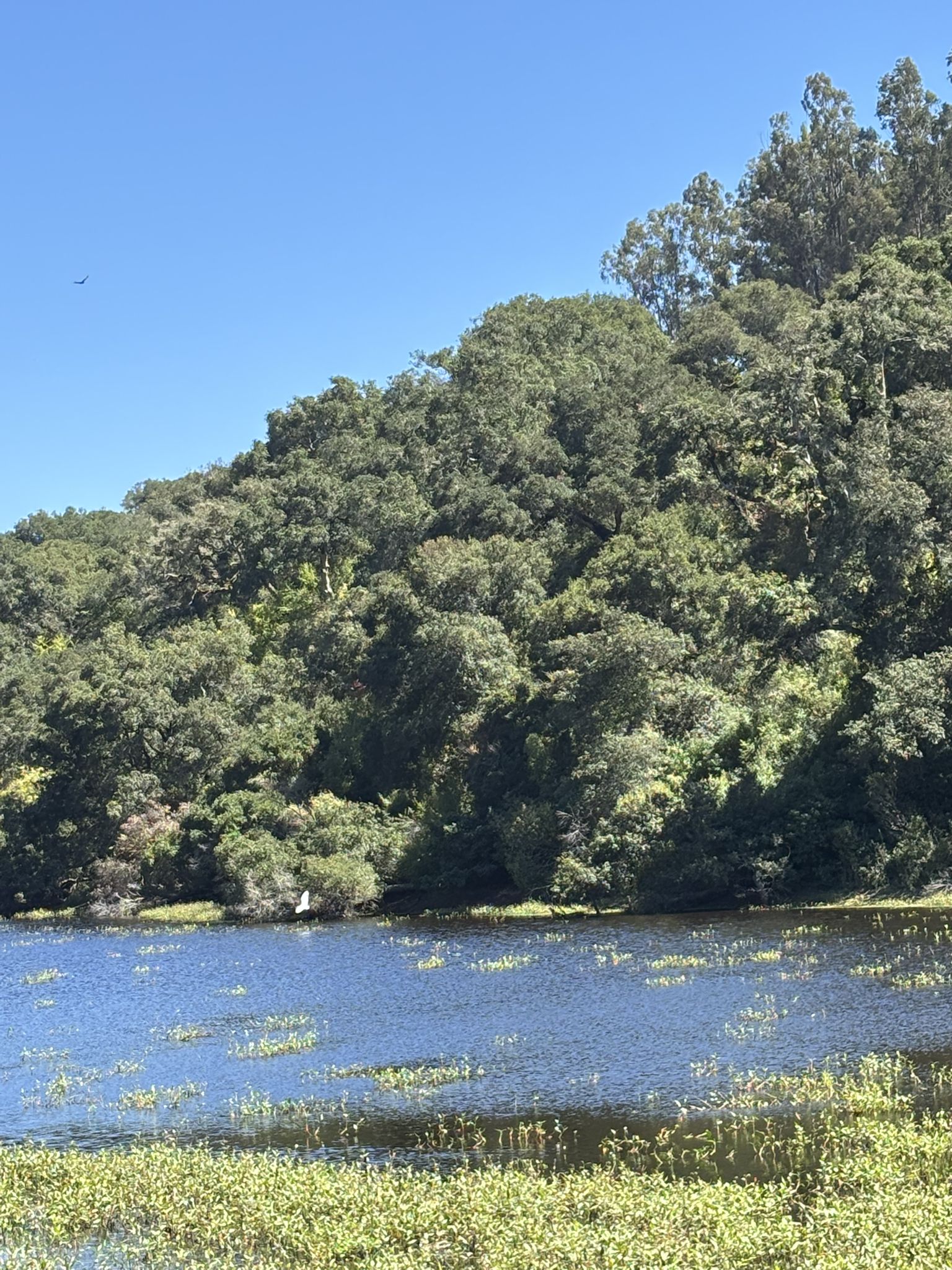 A sunny view of a lake with aquatic plants and a forested hillside. - San Juan Batista – Mission ⛪ San Juan Bautista loop from San Miguel Canyon Rd / Charles Schell Ln