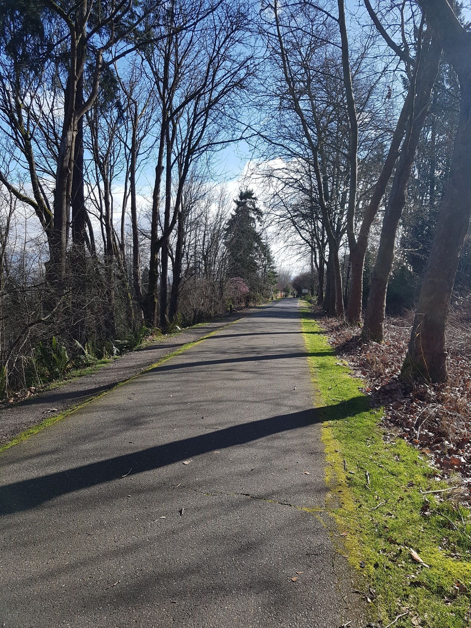 Paved path through a forest with bare trees and long shadows. - Burke Gilman Trail – Matthews Beach Park loop from Lake Forest Park