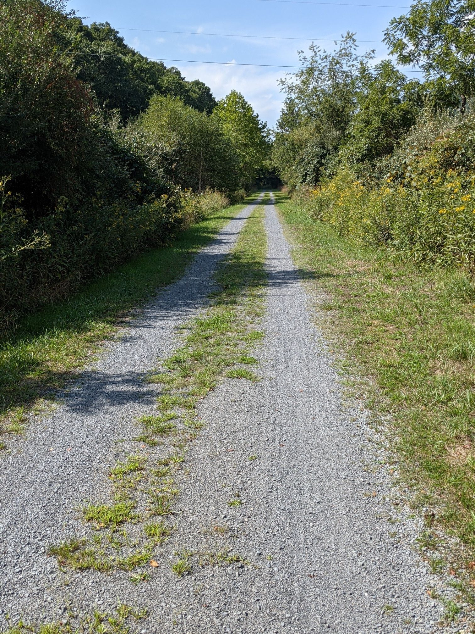 Long, straight gravel path through dense green trees on a sunny day. - Sharps Tunnel and Bridge – Marlinton Depot loop from Cass Depot