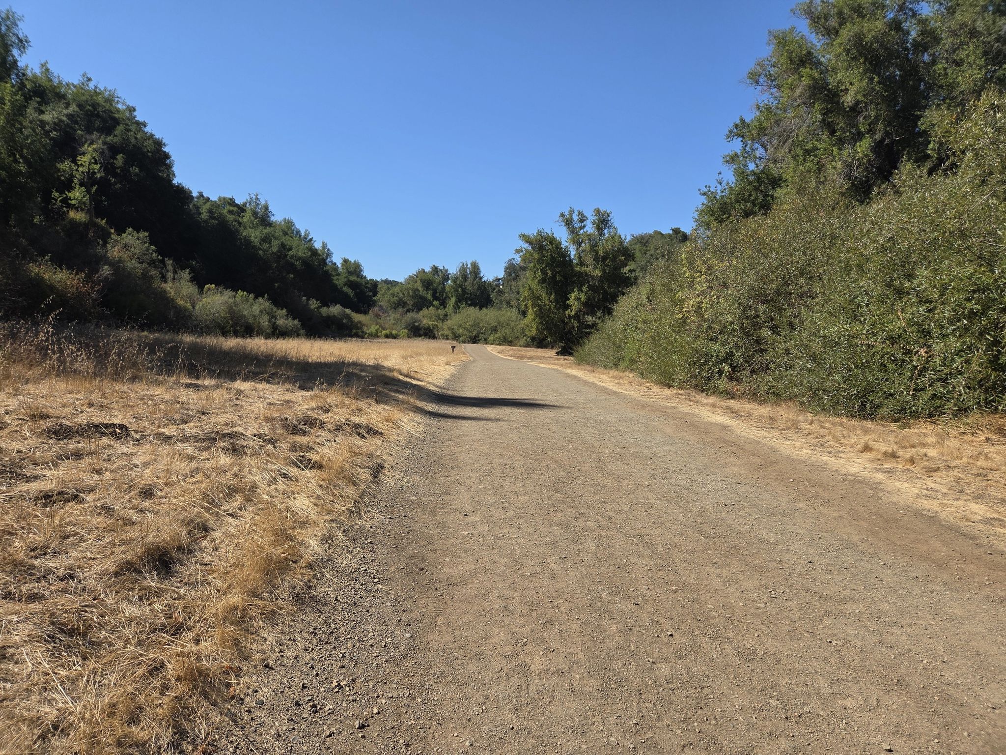 A wide dirt path through a sunny field bordered by green trees. - Rogue Valley, Chamise, and Mora Trail Loop