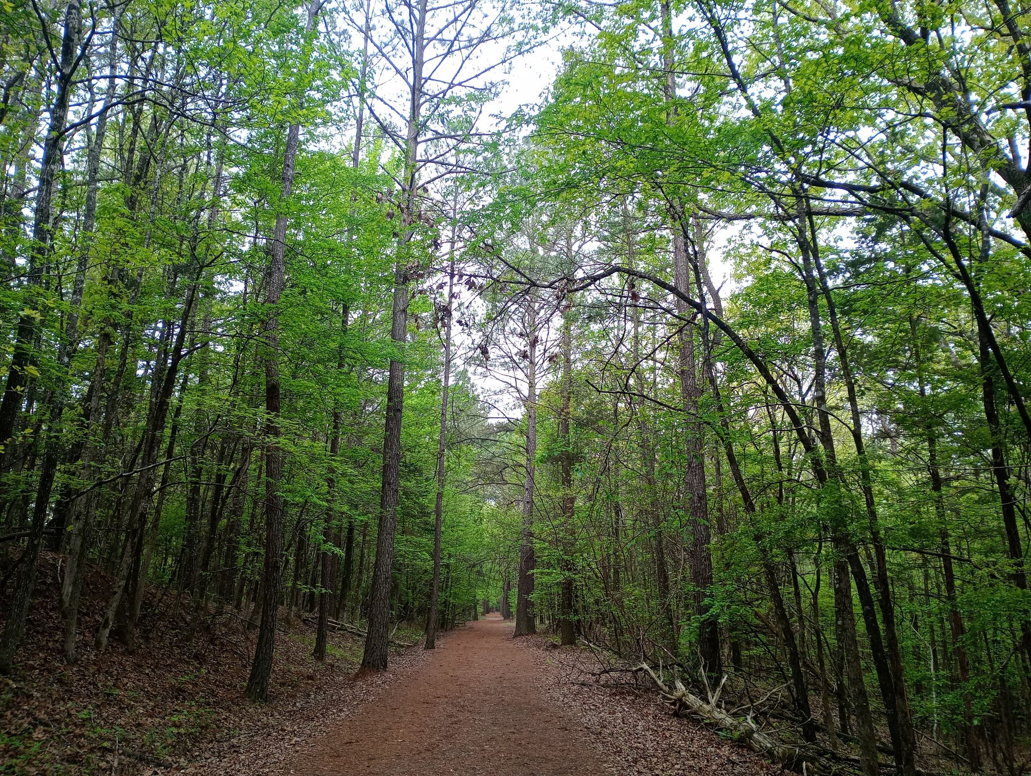 A sun-dappled dirt path winds through a dense, green forest. - South Campus Trails Loop