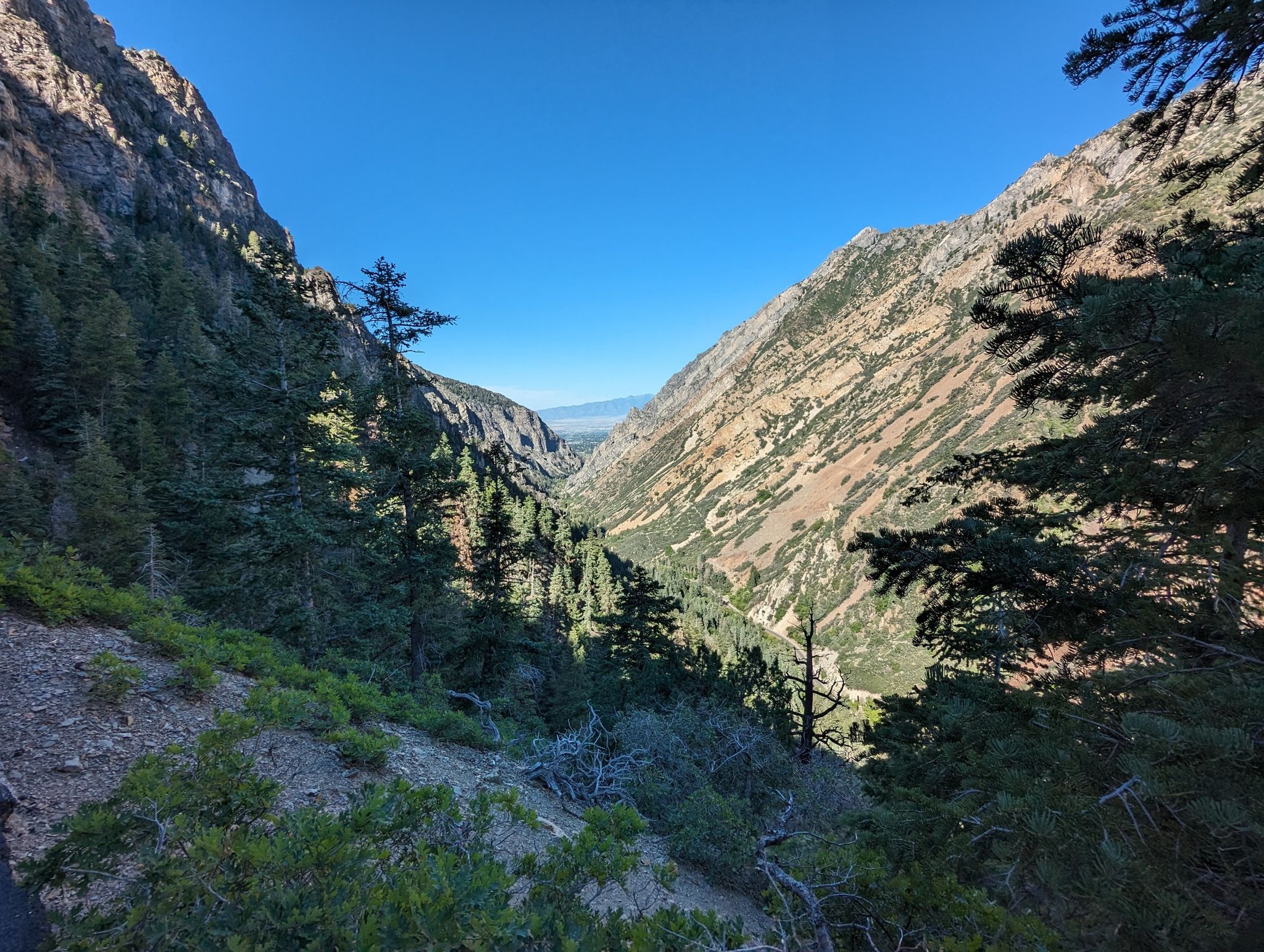 Deep mountain valley with evergreen trees and distant plains under blue sky. - Timpanogos Cave Trail