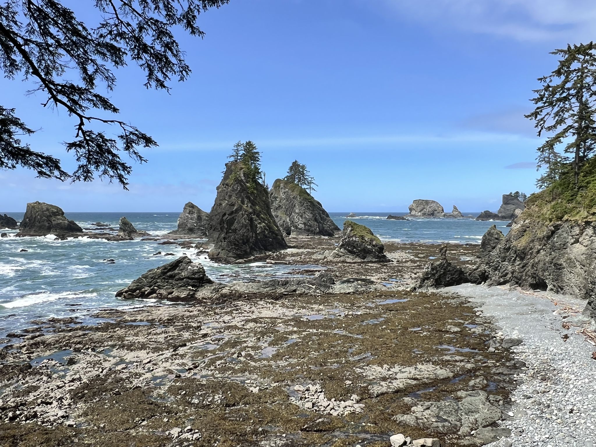 Sunny rocky coastline with numerous tree-covered sea stacks and blue ocean. - Shi Shi to Ozette River Beach Travelway