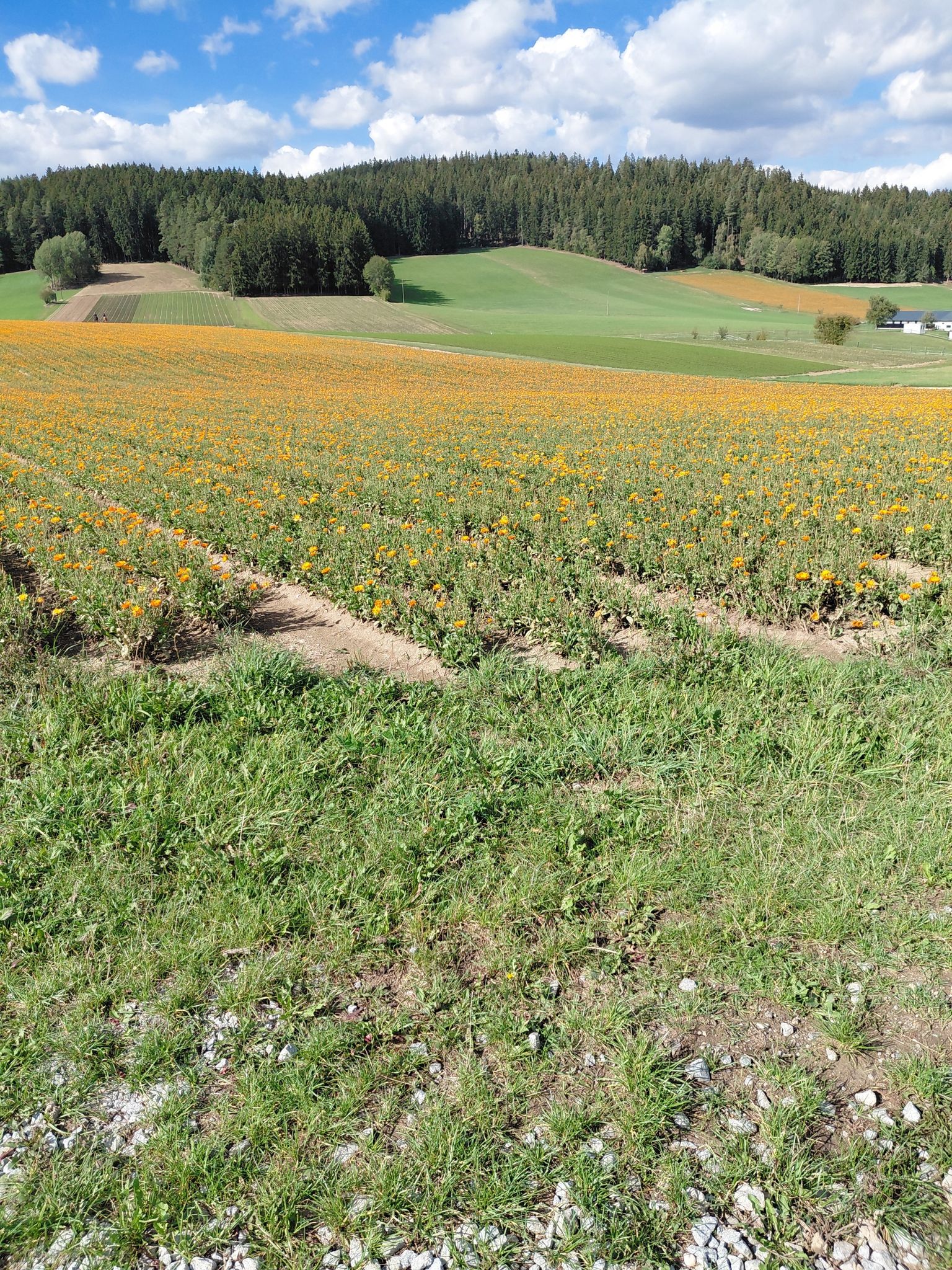 Kräuterfeld