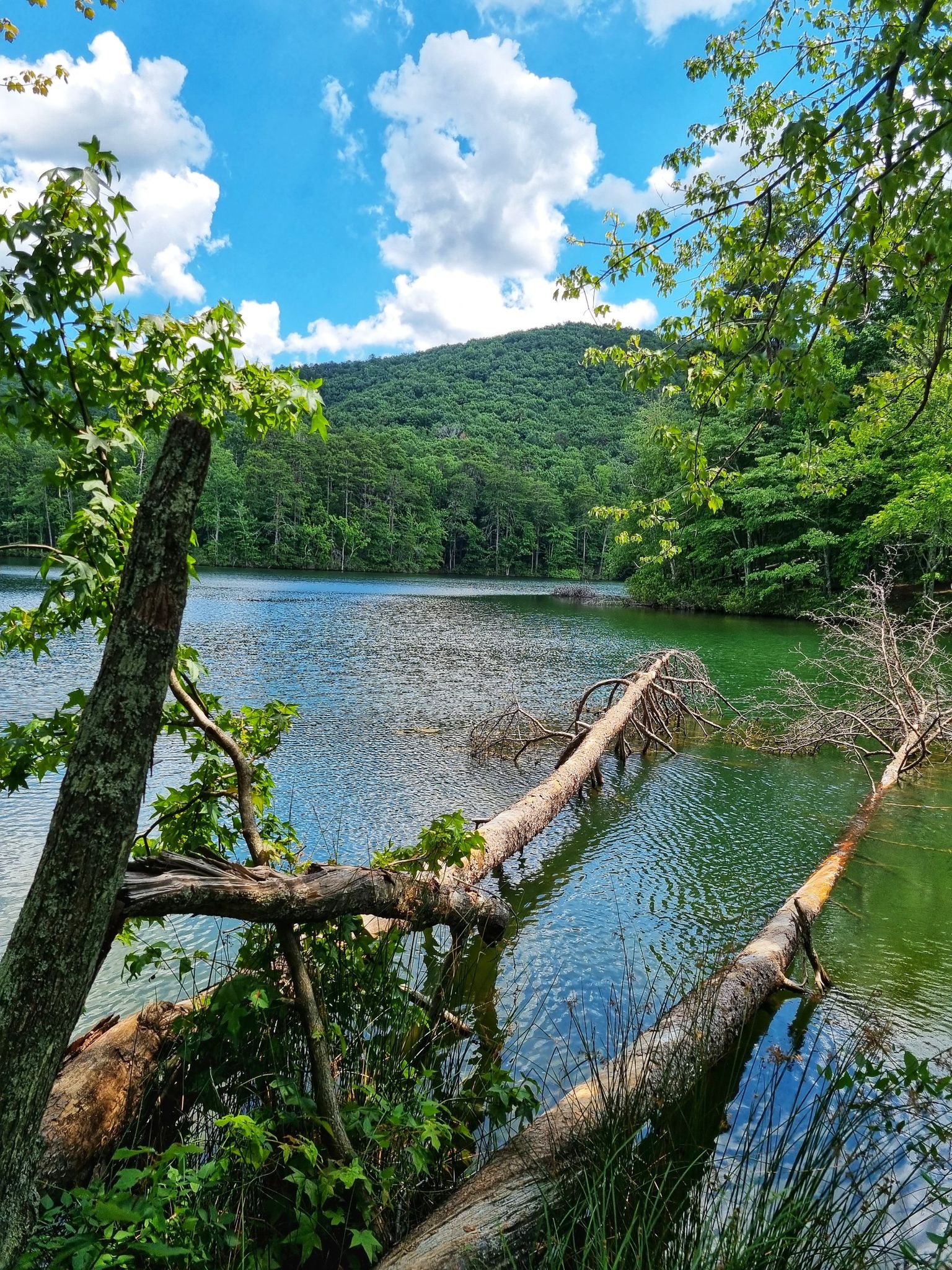 A vibrant lake with fallen trees, surrounded by green forest under a blue sky. - Sulphur Springs Trail Loop