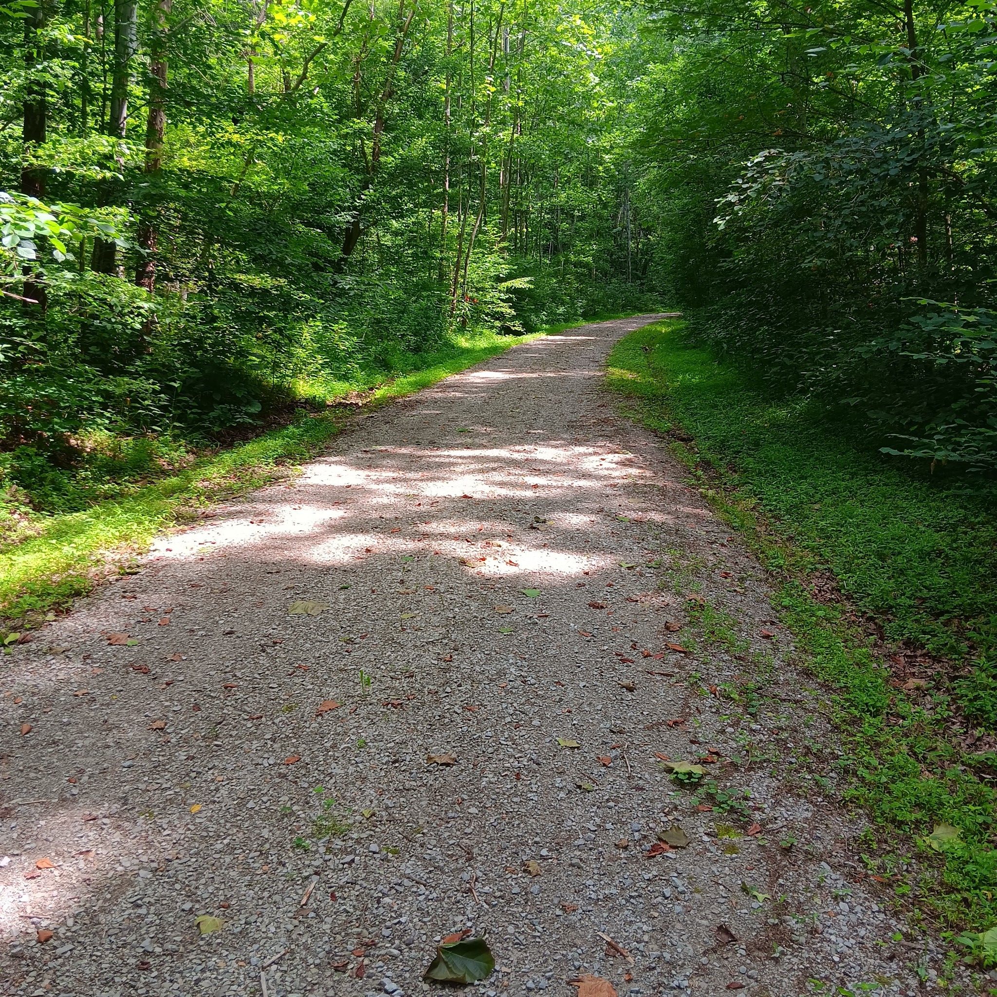 A sun-dappled gravel path winds through a dense green forest. - North Bend Rail Trail