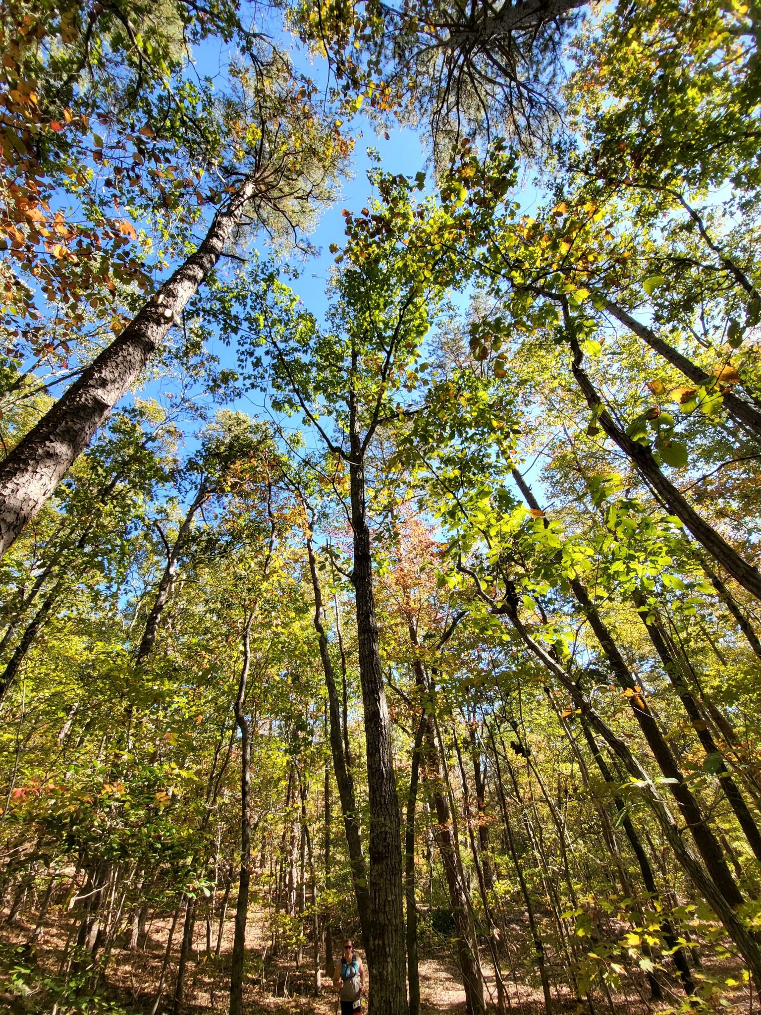 Looking up at tall trees with green and autumn leaves against a blue sky. - Horse Trough Mountain loop from Walker Mountain