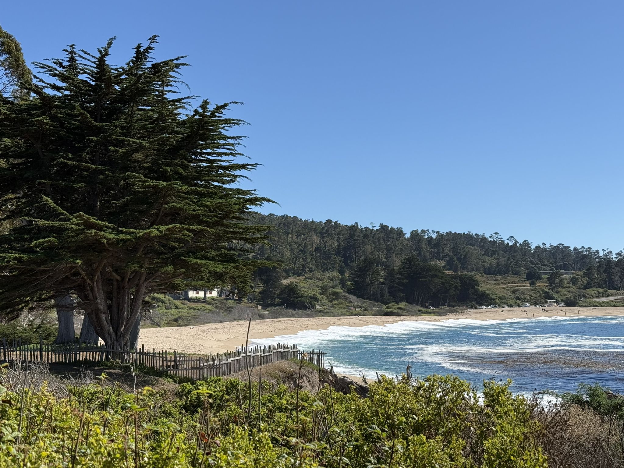 Large tree overlooks a sunny sandy beach with ocean waves and distant hills. - Carmel Meadows Trail