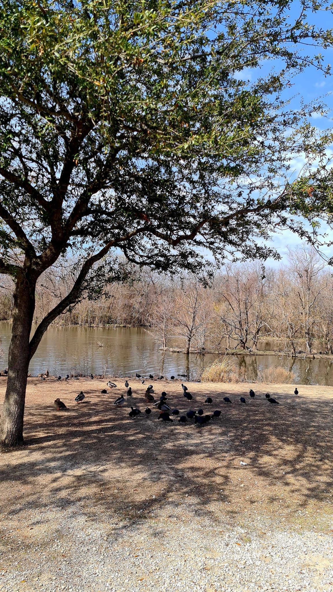 Ducks and geese gather under a large tree by a sunny lake. - White Rock Lake loop from White Rock