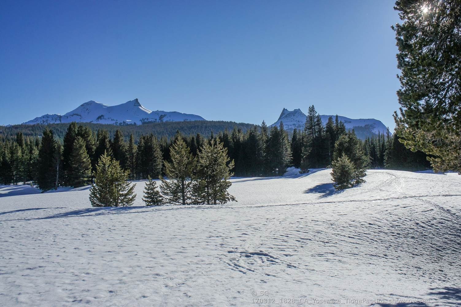 Snowy field with evergreen trees and distant snow-capped mountains. - Dog Lake Trail