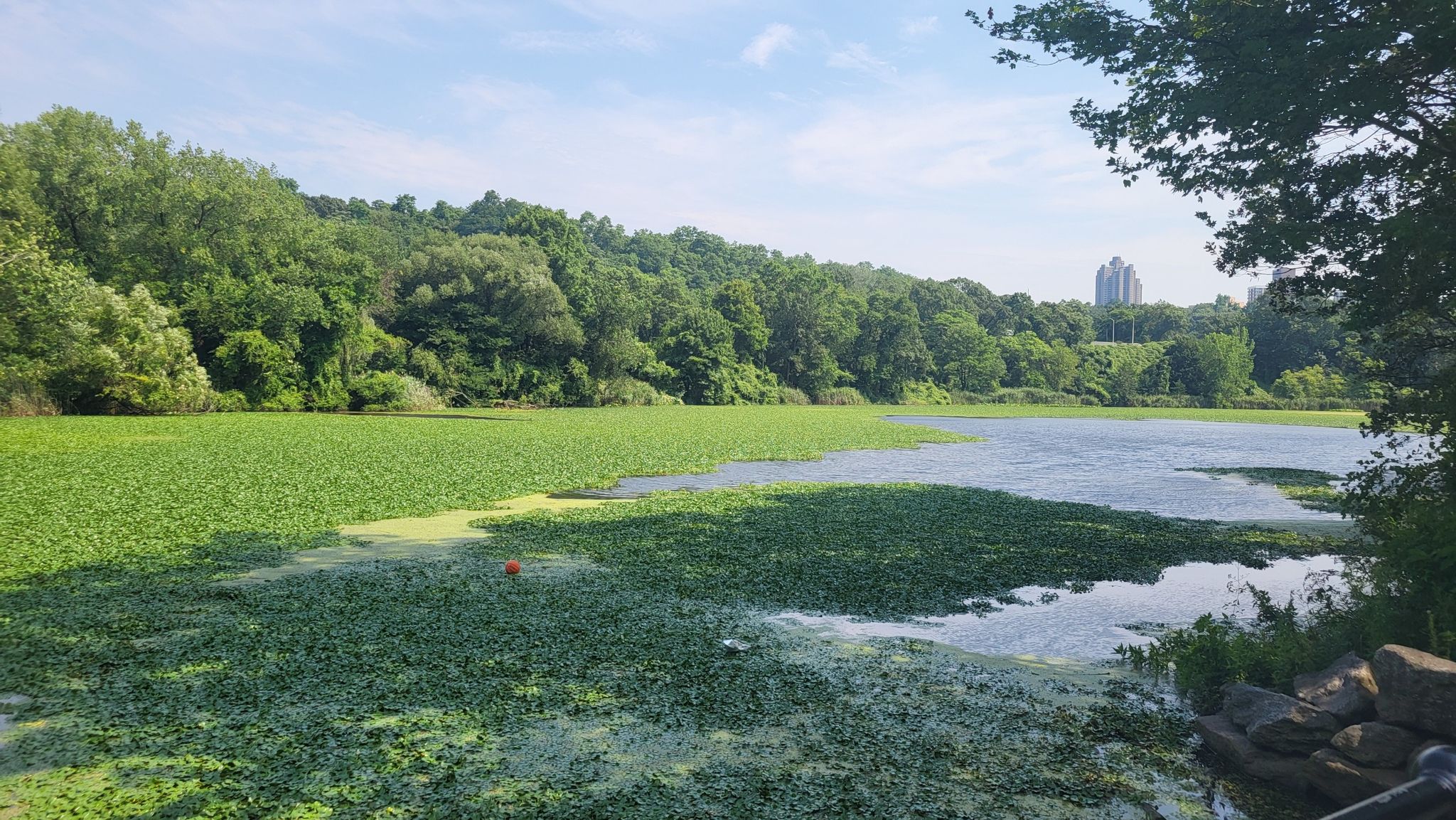Lake covered in green lily pads, surrounded by lush trees under bright sky. - South County Trailway – South County Trailway loop from Dobbs Ferry