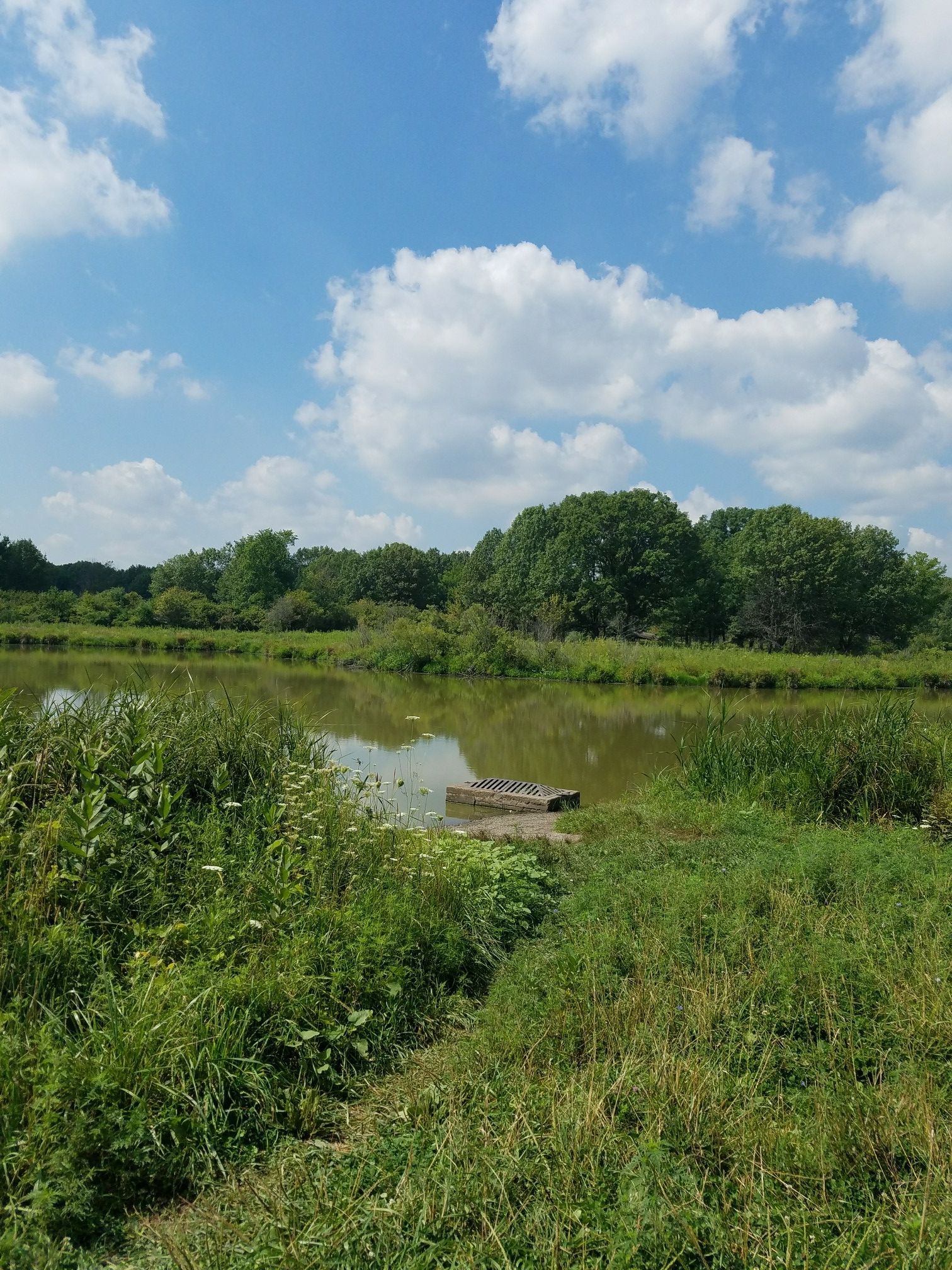 A green pond surrounded by tall grass and trees under a bright, cloudy sky. - Tomahawk Slough – Stonehouse loop from Willow Springs