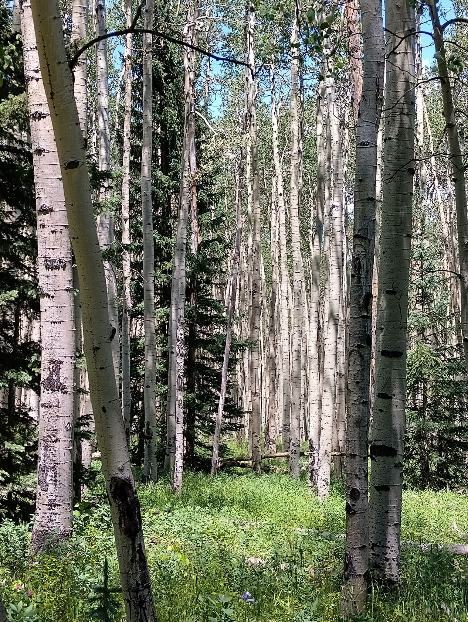 A dense forest of tall aspen trees with green undergrowth and dappled sunlight. - Craig Creek Trail