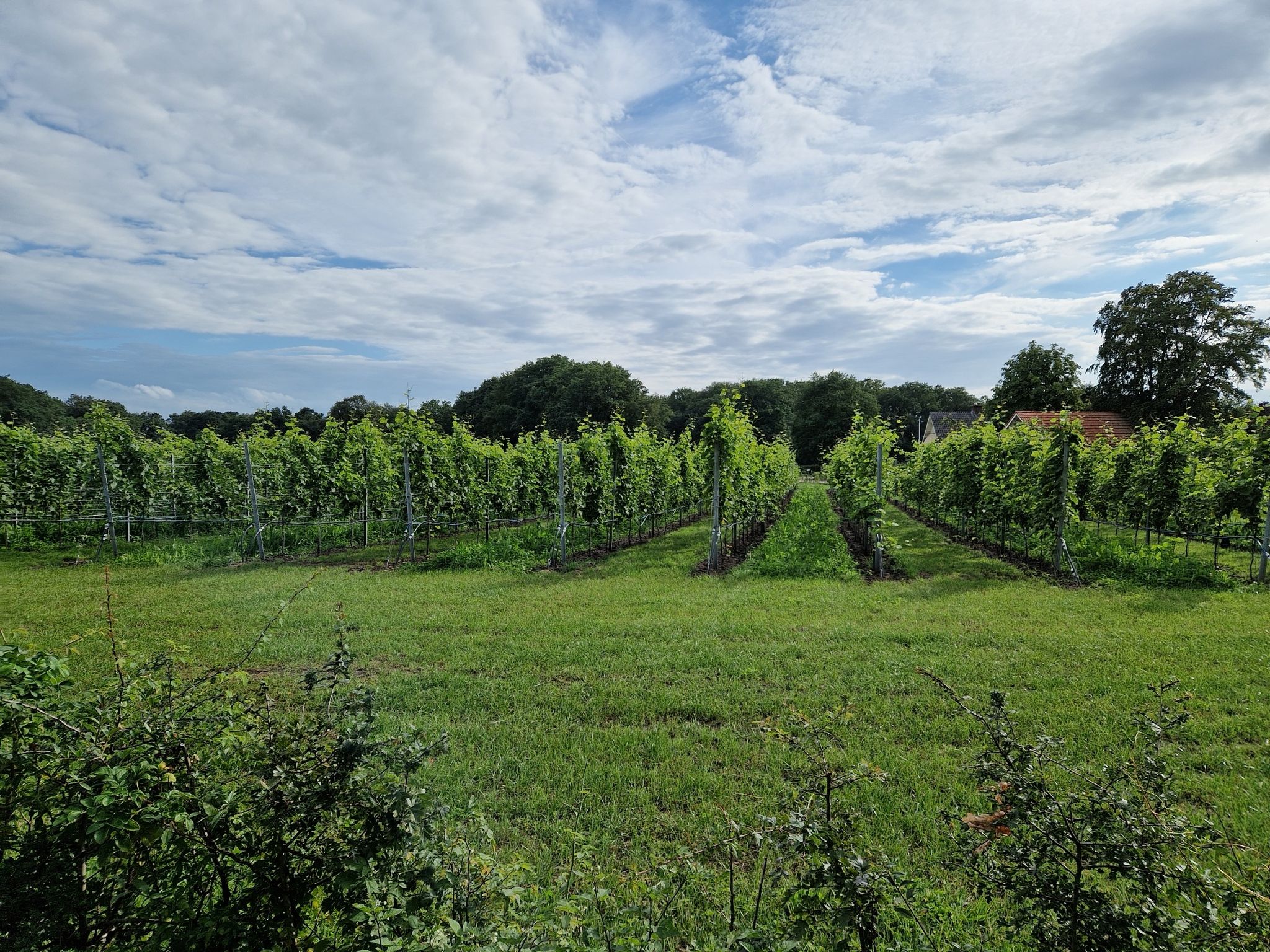 Weinfelder