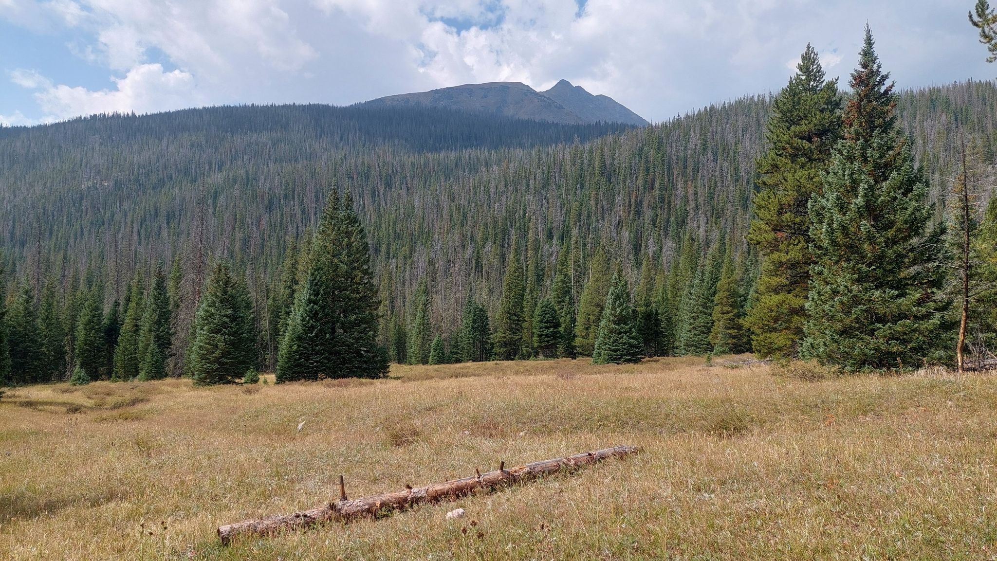 Grassy meadow with pine trees and a distant mountain under a cloudy sky. - Lulu City via Colorado River Trail