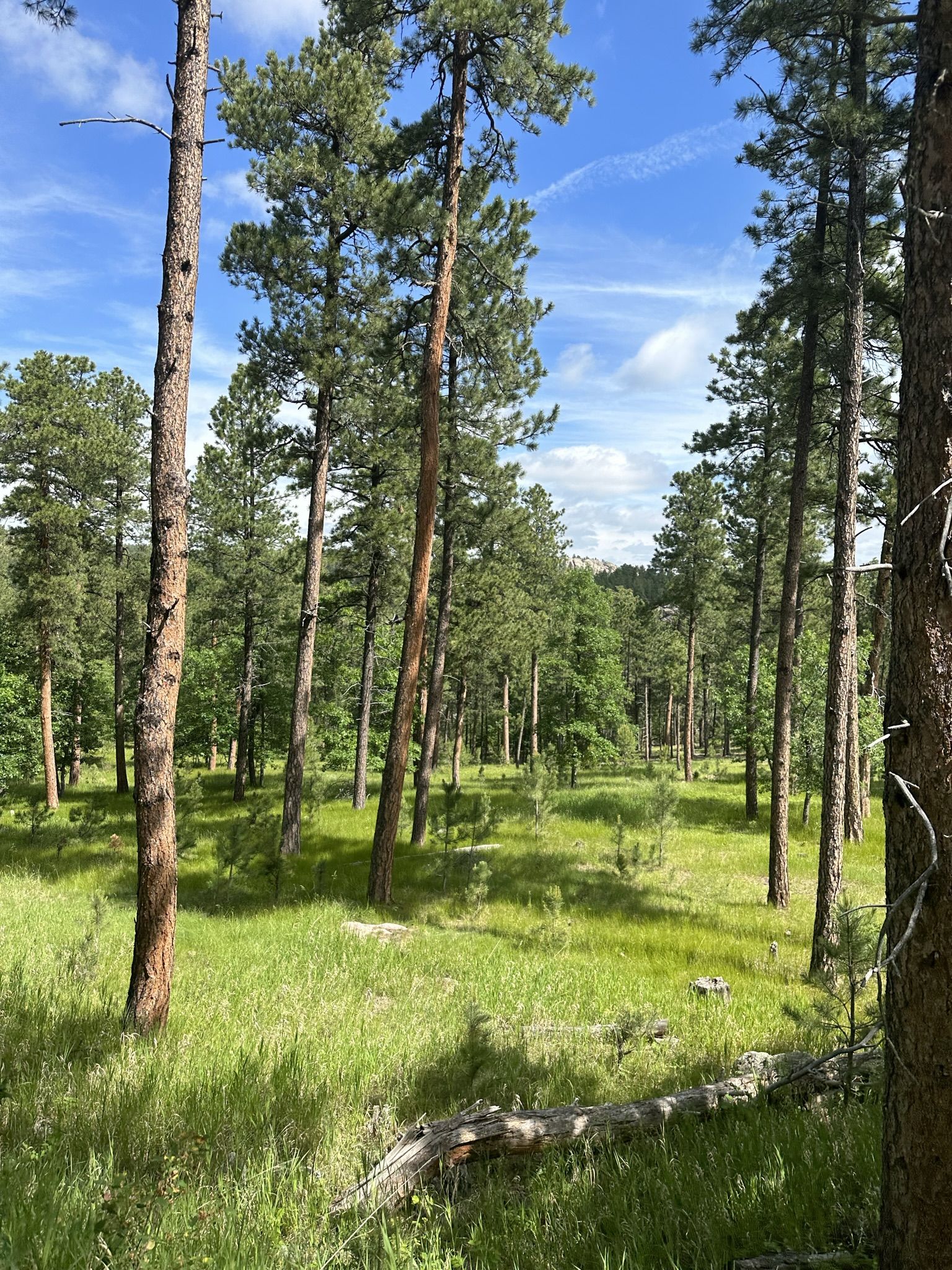 Sunny forest clearing with tall pine trees and lush green grass. - Iron Mountain – Norbeck Overlook loop from Keystone