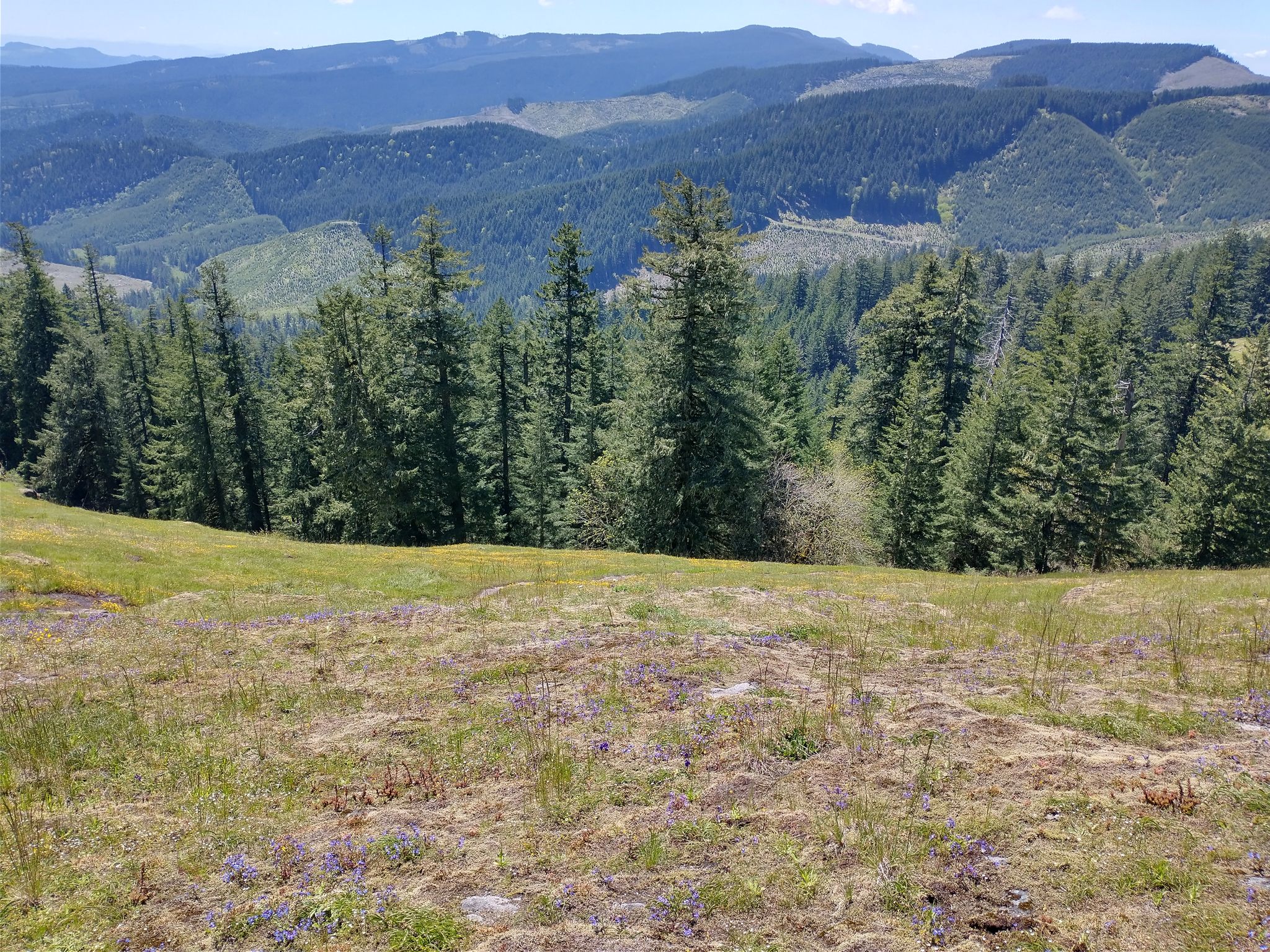 Sunny mountain view over a grassy slope and dense evergreen forests. - Horse Rock Ridge Trail