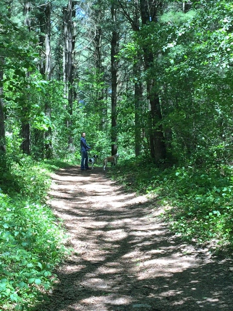 Person walking a dog on a sunny, dappled dirt path through a green forest. - Scuppernong Red Loop