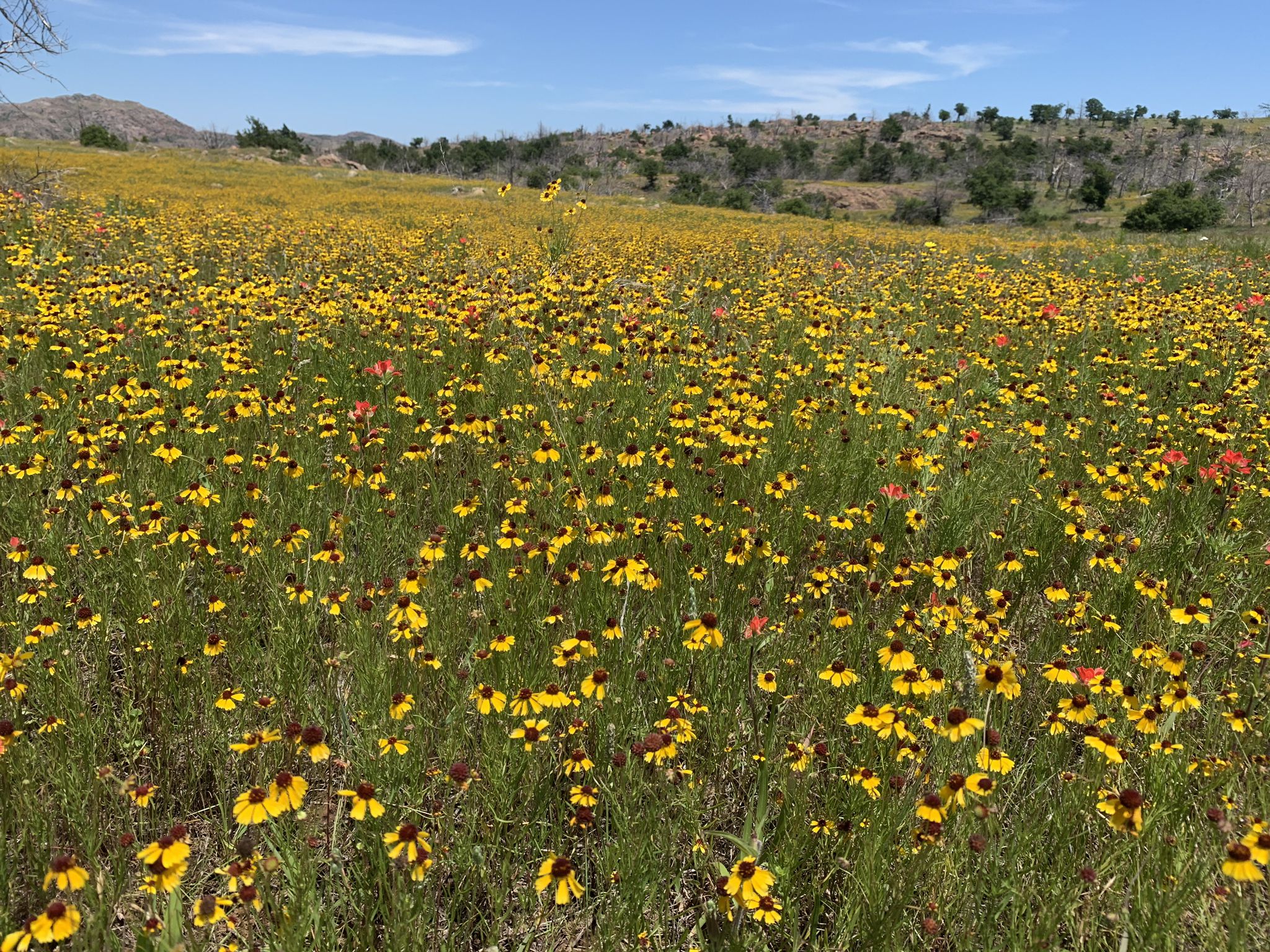 A wide field covered in vibrant yellow wildflowers with distant hills. - Bison Trail